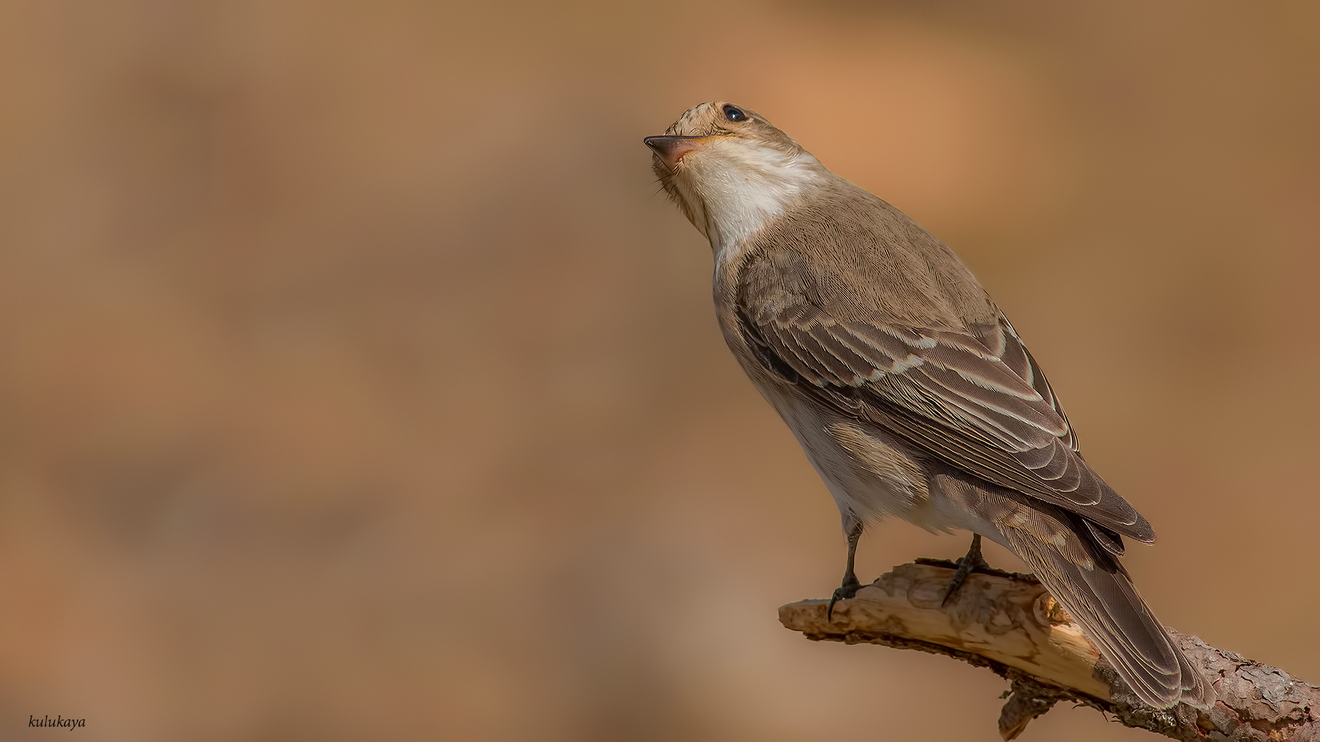 Benekli sinekkapan » Spotted Flycatcher » Muscicapa striata