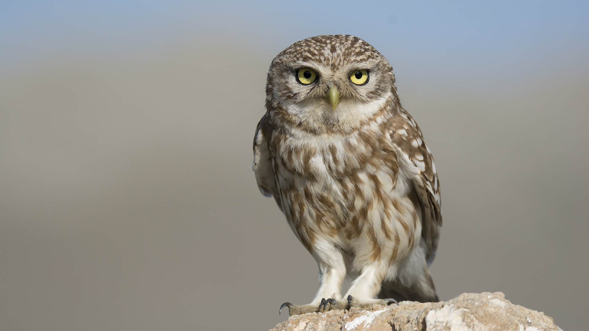 Kukumav » Little Owl » Athene noctua