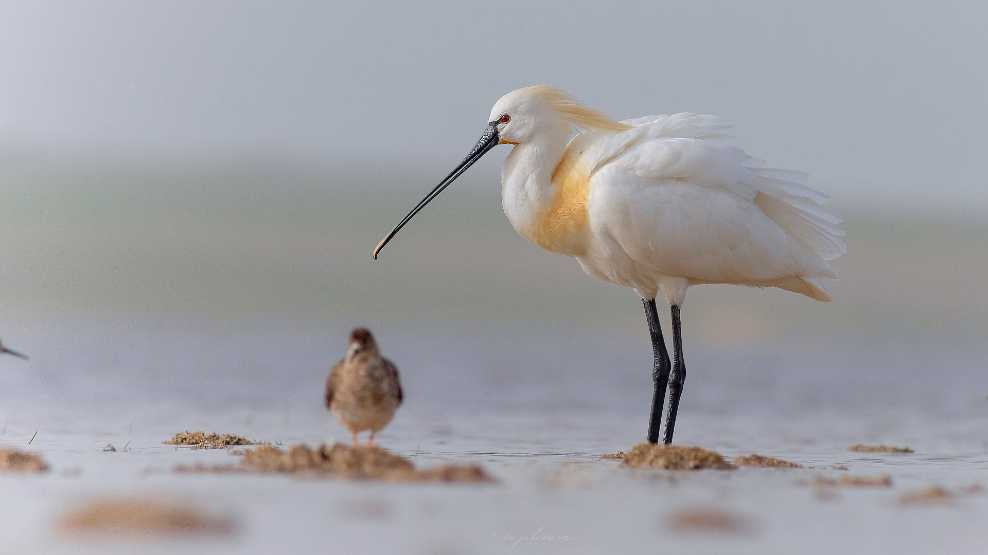 Kaşıkçı » Eurasian Spoonbill » Platalea leucorodia