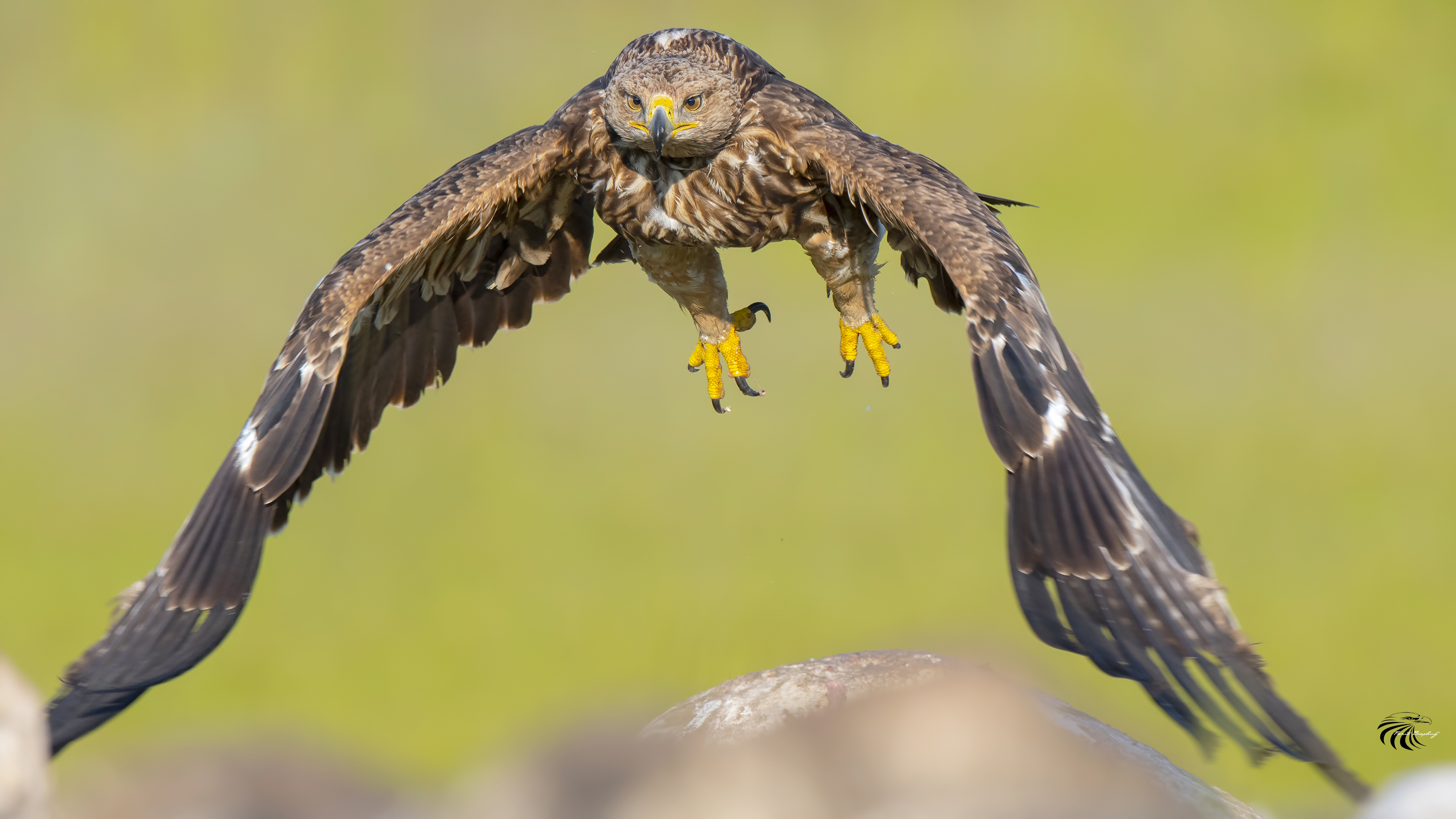 Şah kartal » Eastern Imperial Eagle » Aquila heliaca