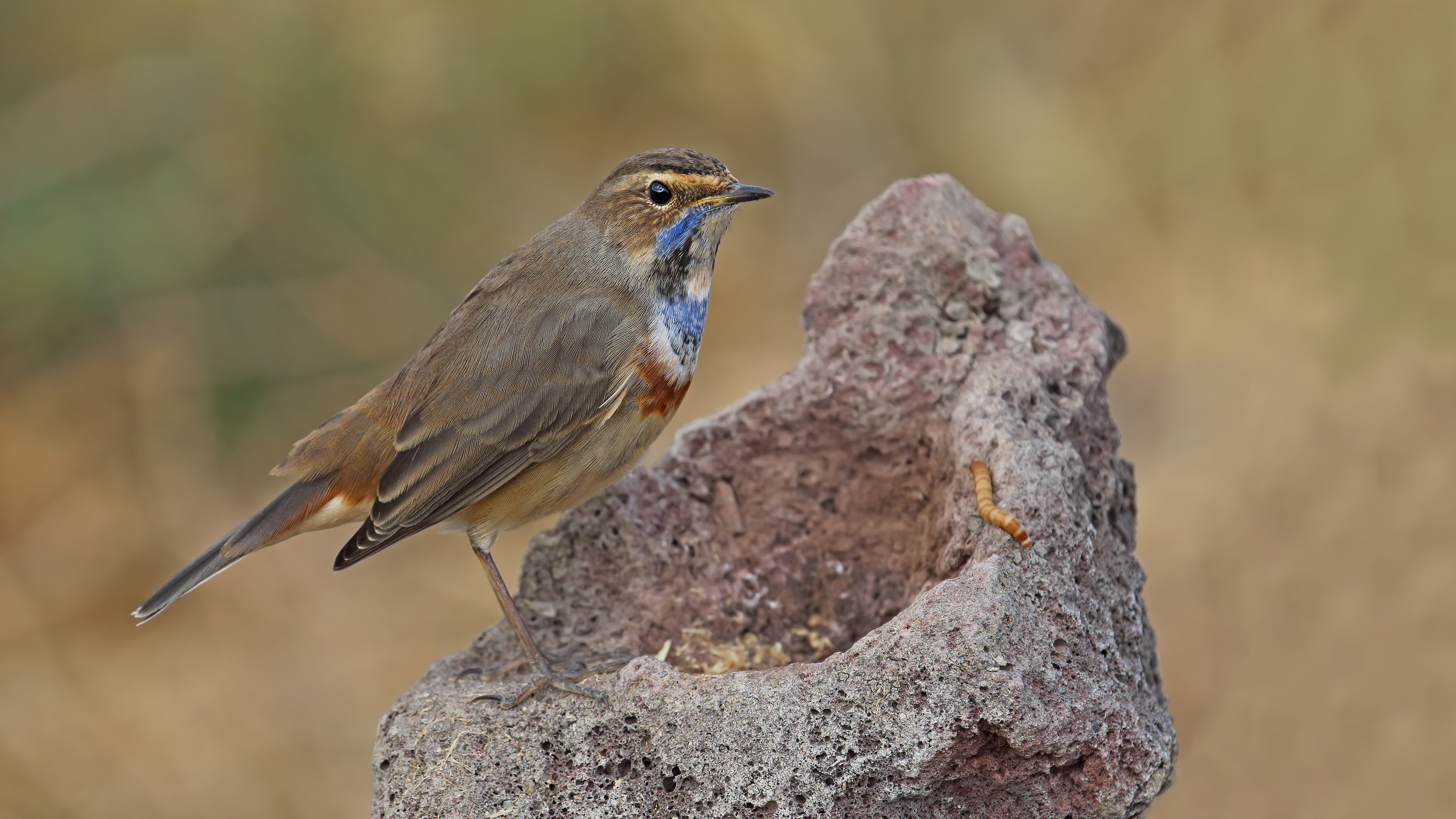 Mavigerdan » Bluethroat » Luscinia svecica