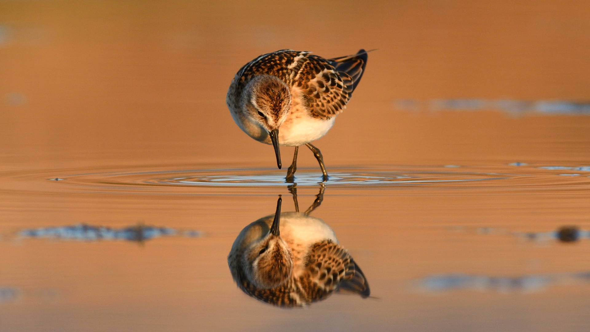 Küçük kumkuşu » Little Stint » Calidris minuta