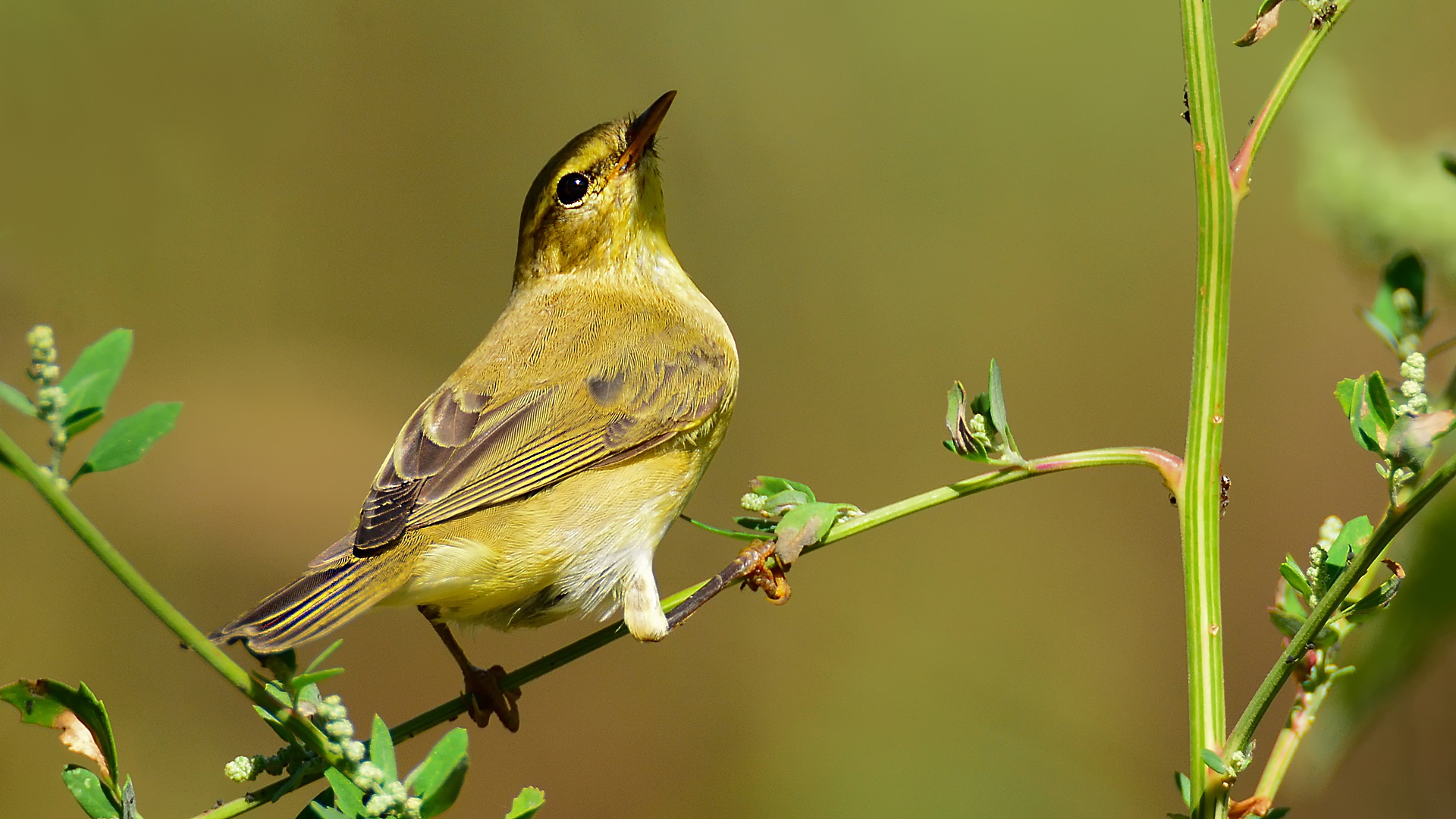 Çıvgın » Common Chiffchaff » Phylloscopus collybita