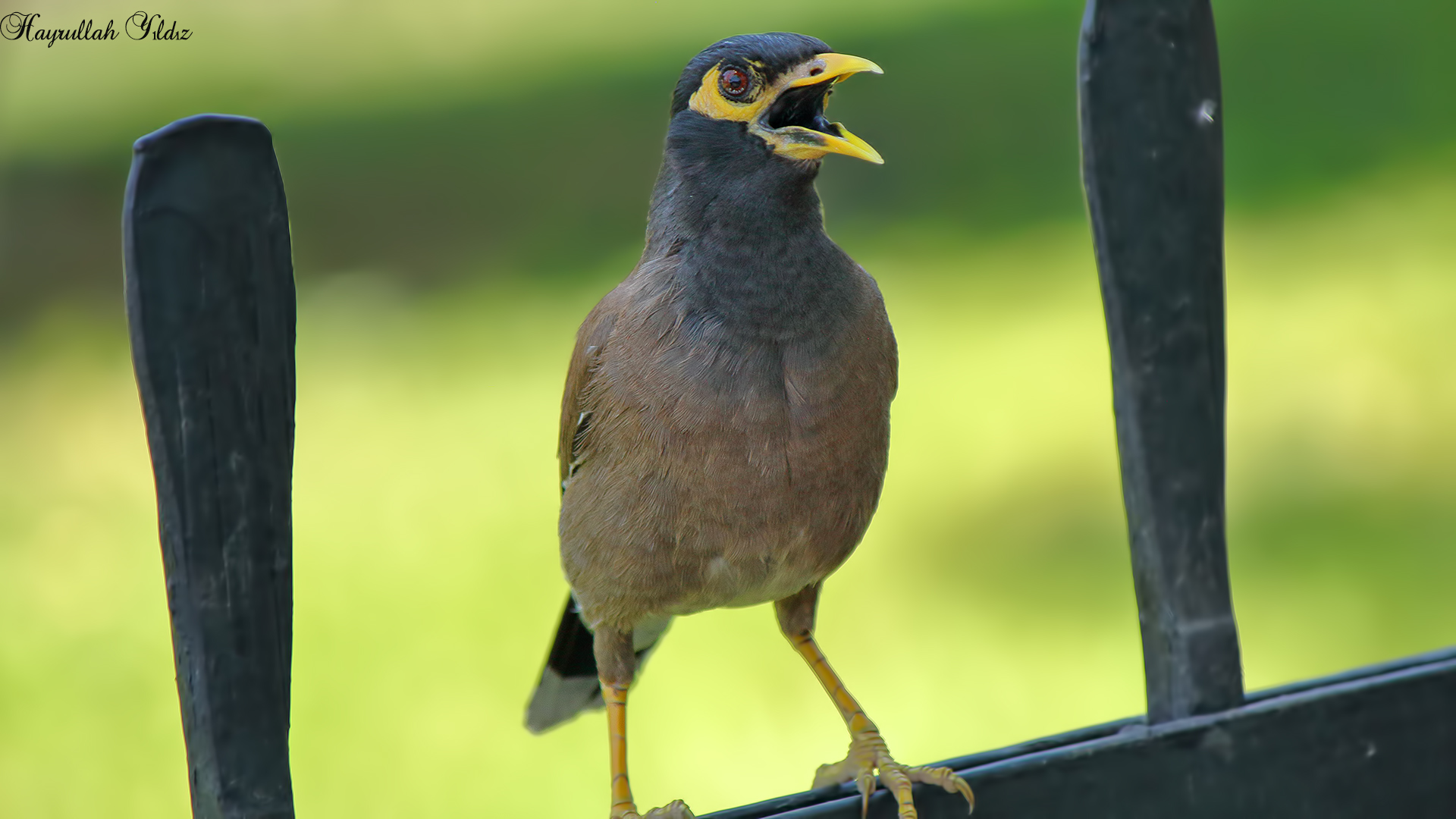 Çiğdeci » Common Myna » Acridotheres tristis