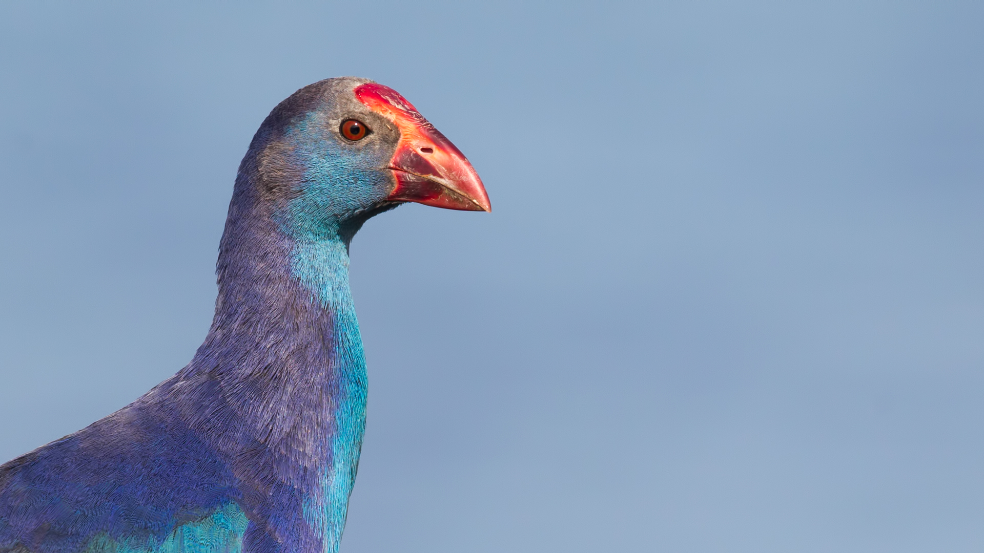 Sazhorozu » Purple Swamphen » Porphyrio porphyrio