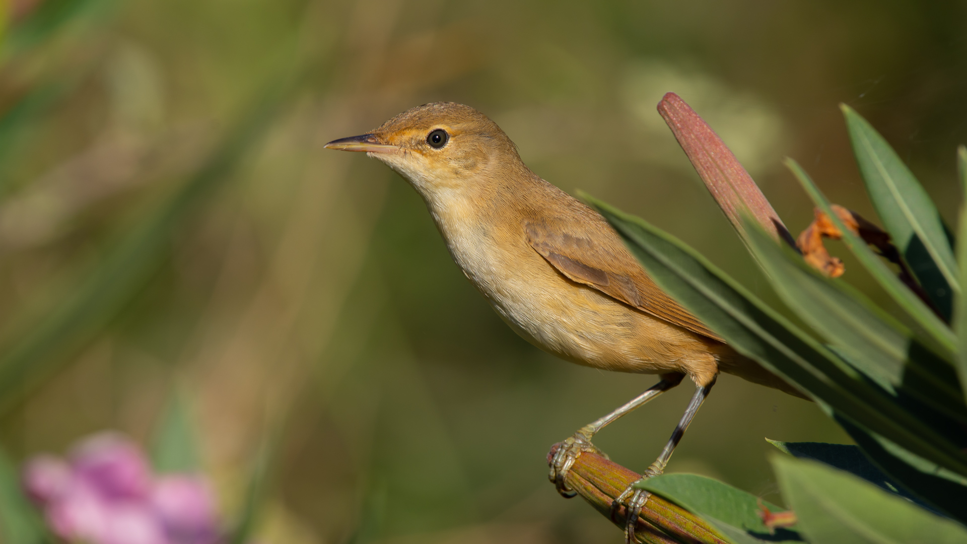 Saz kamışçını » Eurasian Reed Warbler » Acrocephalus scirpaceus