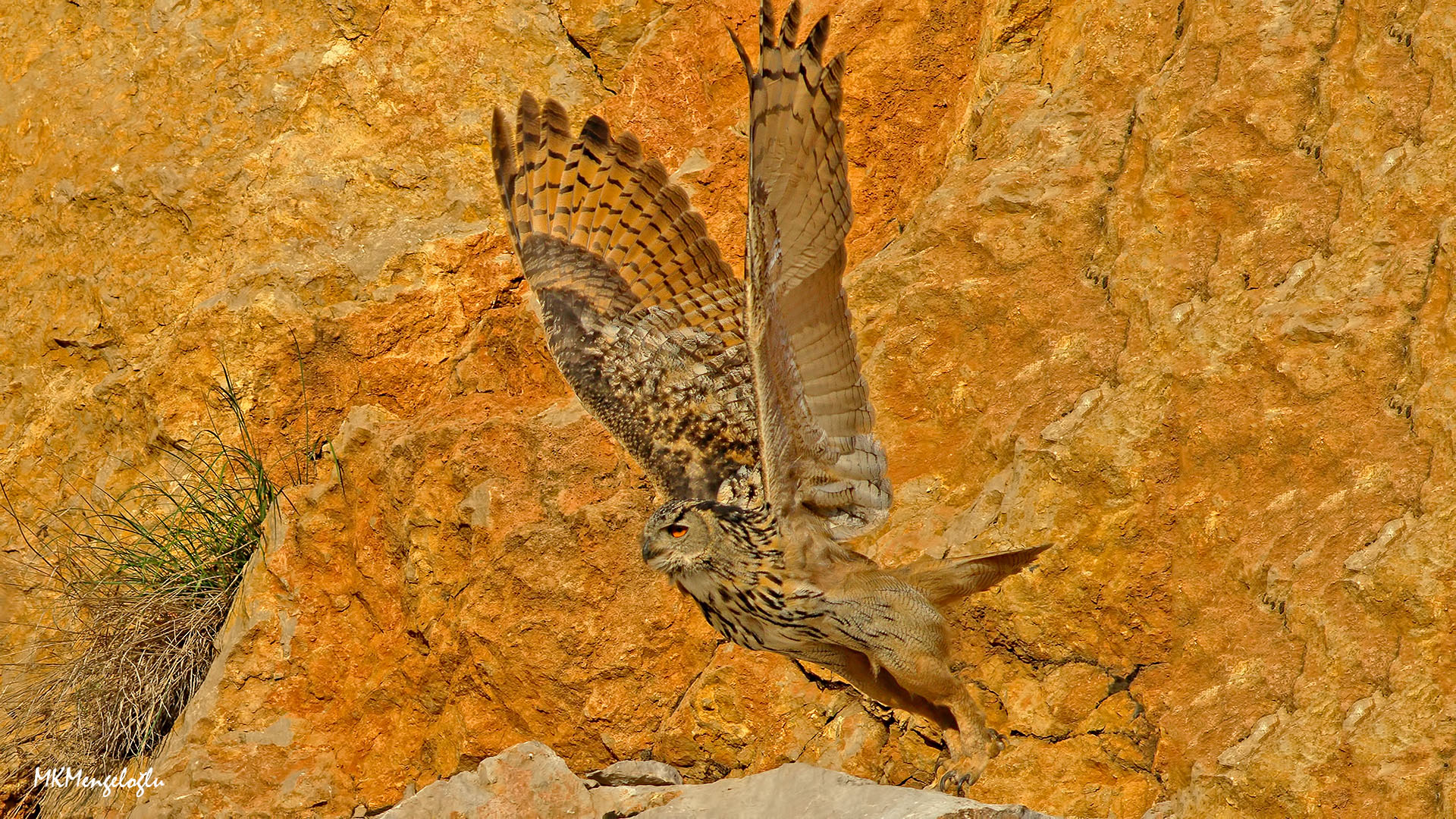 Puhu » Eurasian Eagle-Owl » Bubo bubo