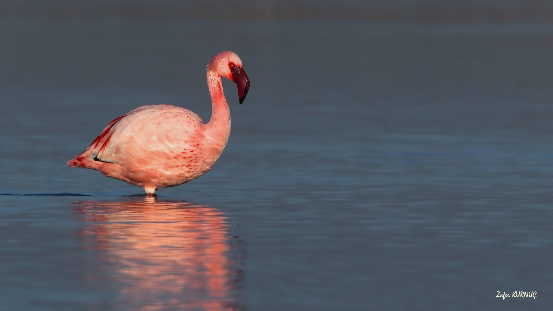 Küçük flamingo