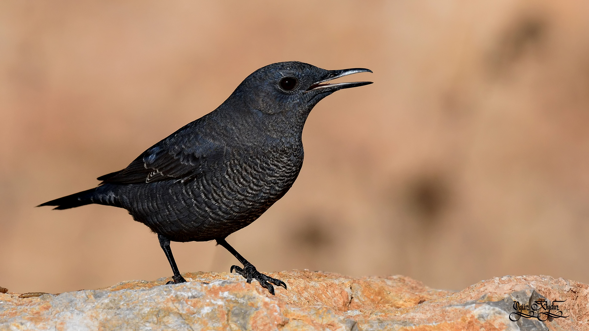 Gökardıç » Blue Rock Thrush » Monticola solitarius