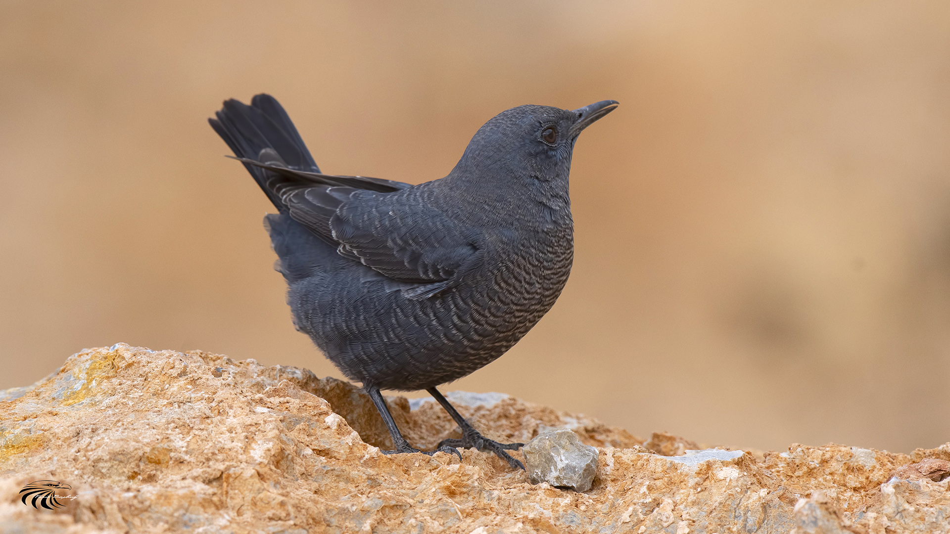 Gökardıç » Blue Rock Thrush » Monticola solitarius