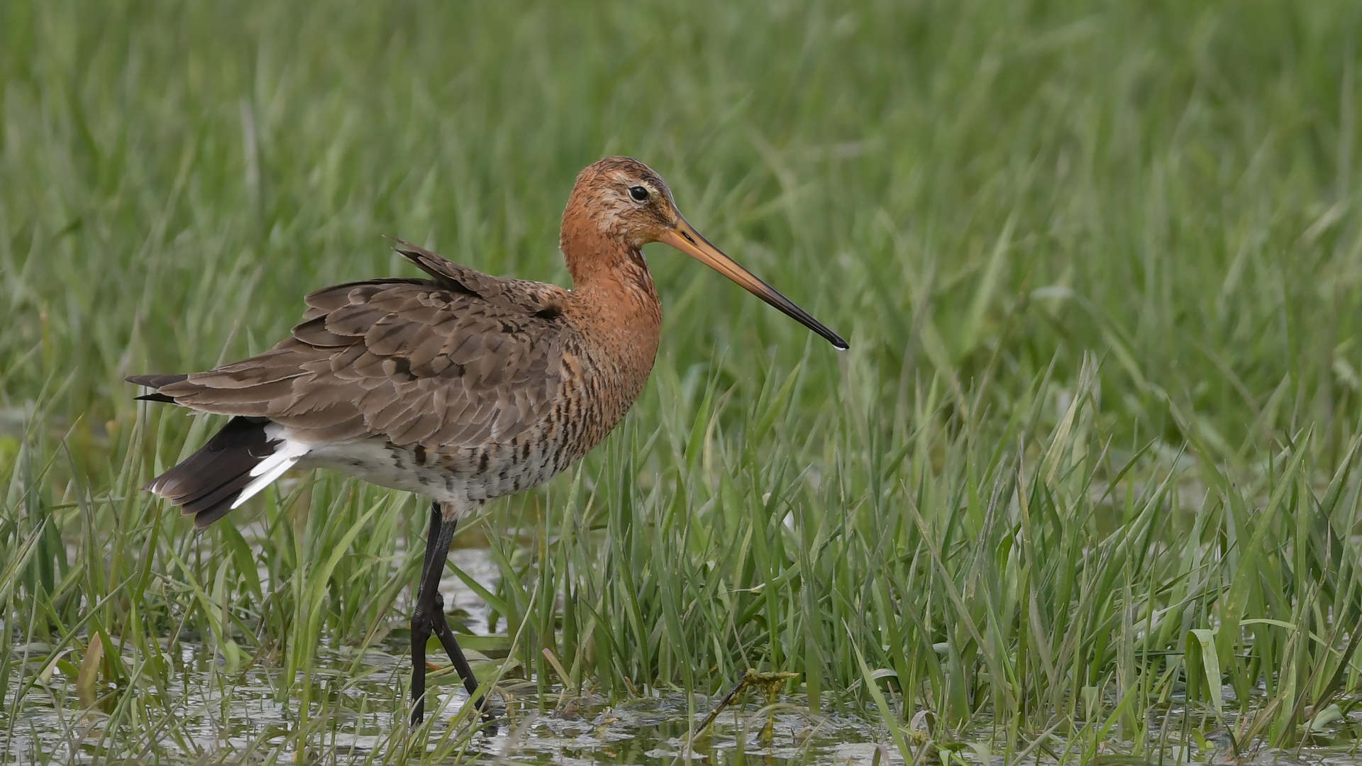 Çamurçulluğu » Black-tailed Godwit » Limosa limosa