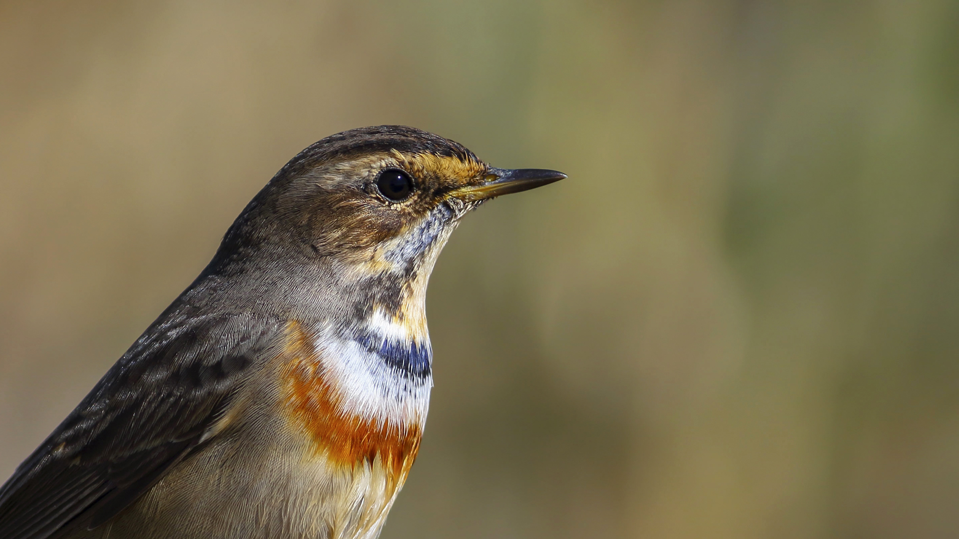 Mavigerdan » Bluethroat » Luscinia svecica