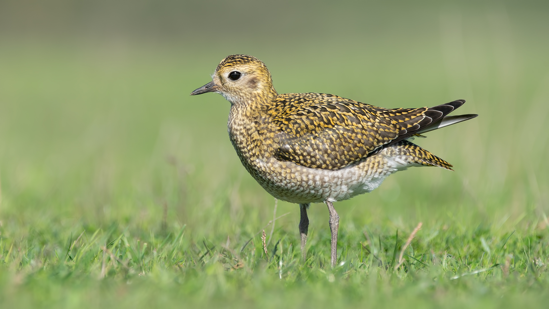 Altın yağmurcun » European Golden Plover » Pluvialis apricaria