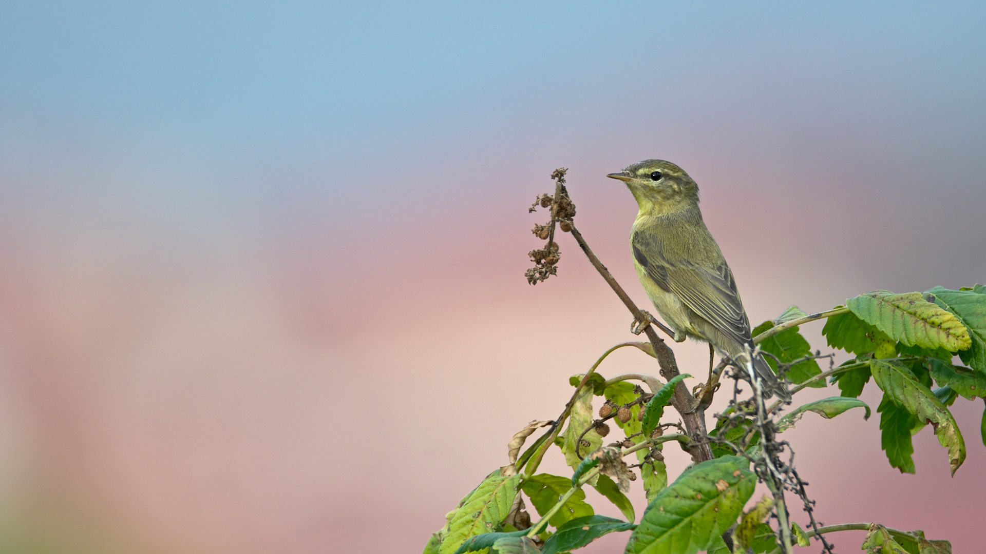 Çıvgın » Common Chiffchaff » Phylloscopus collybita