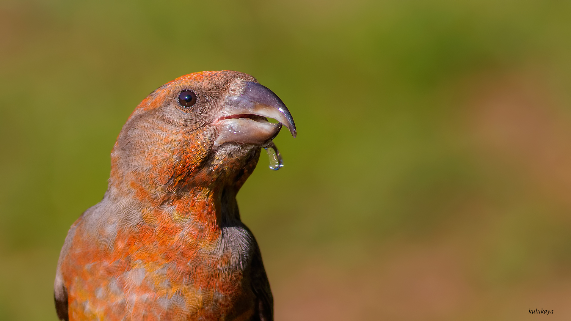 Çaprazgaga » Red Crossbill » Loxia curvirostra