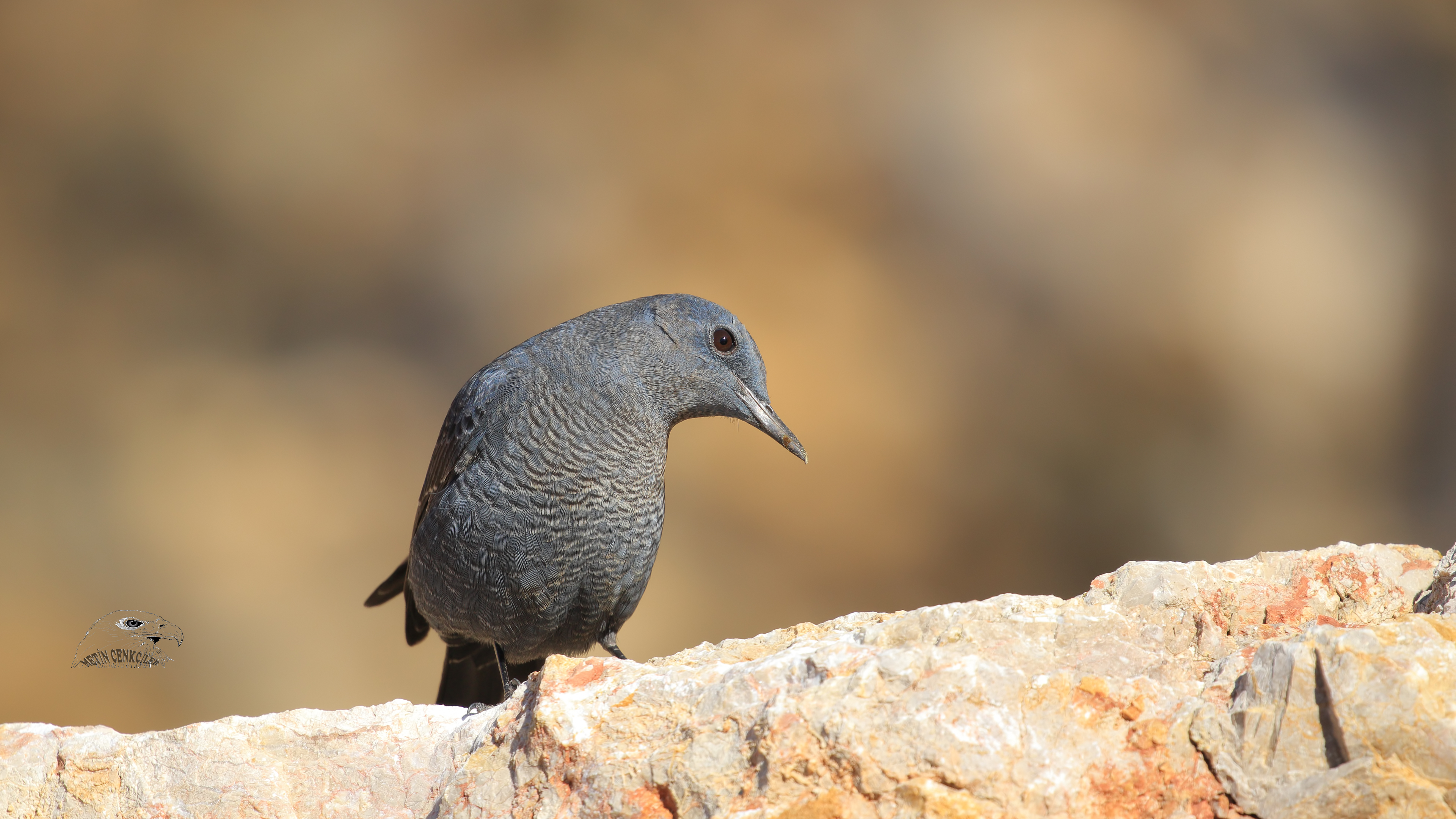 Gökardıç