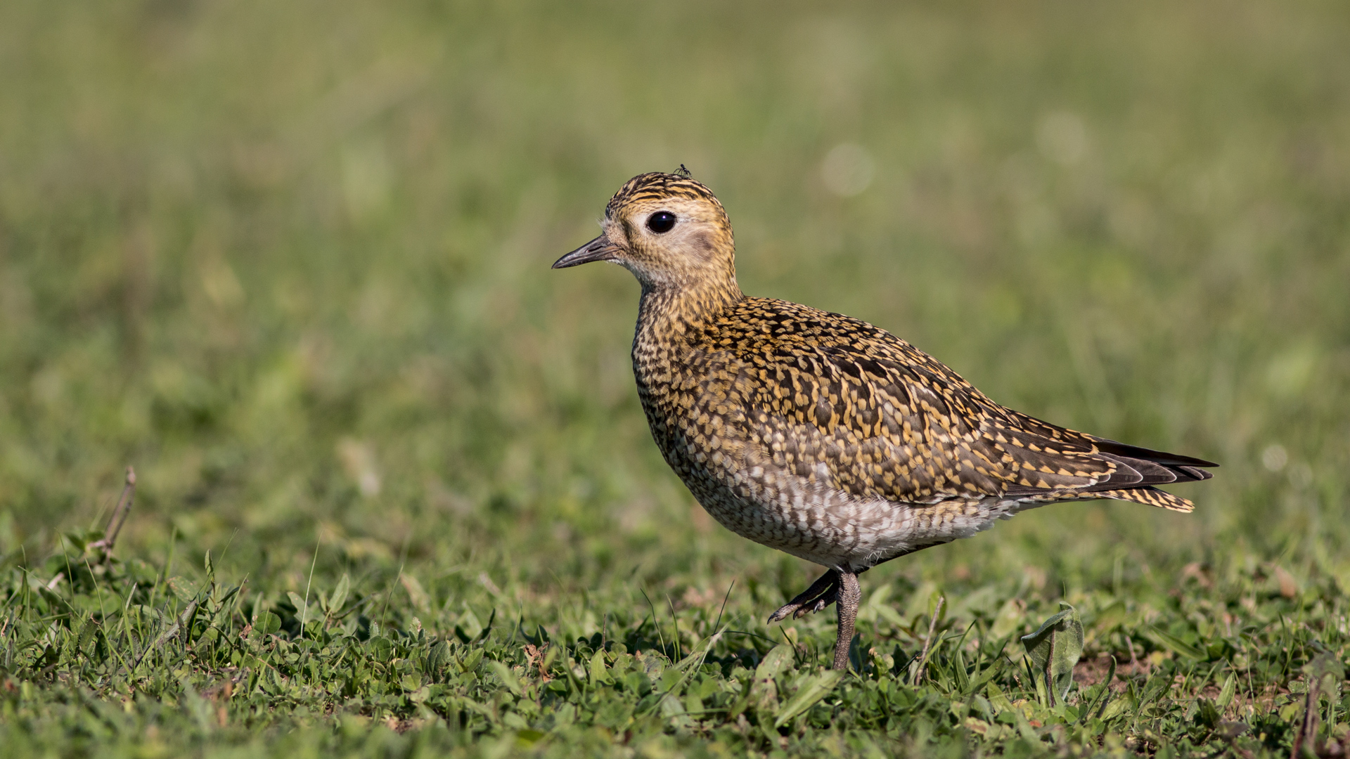 Altın yağmurcun » European Golden Plover » Pluvialis apricaria