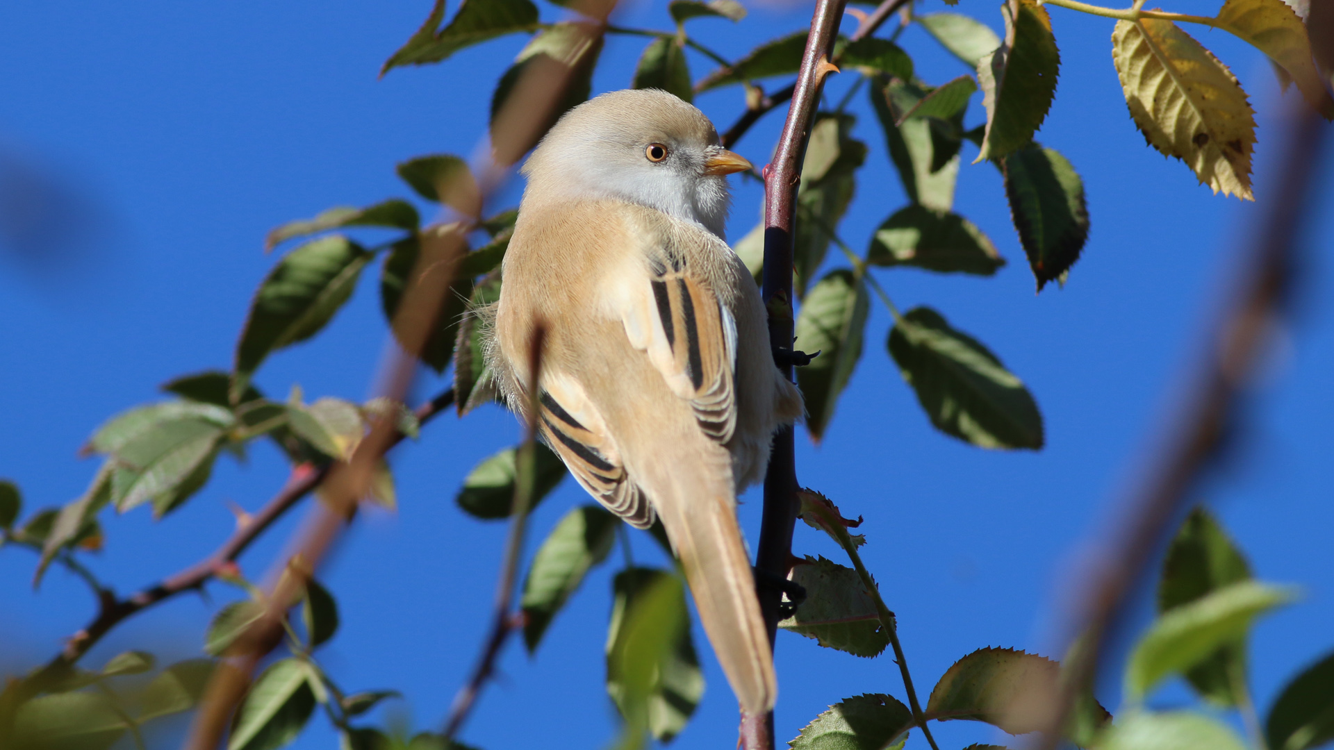 Bıyıklı baştankara » Bearded Reedling » Panurus biarmicus