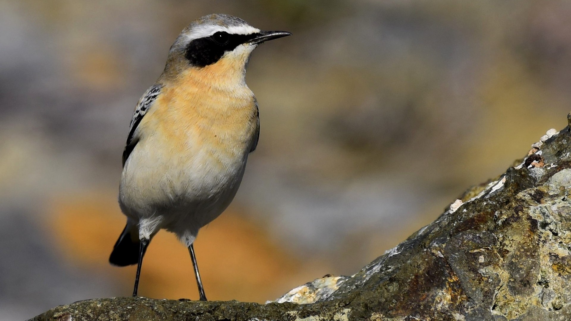 Kuyrukkakan » Northern Wheatear » Oenanthe oenanthe