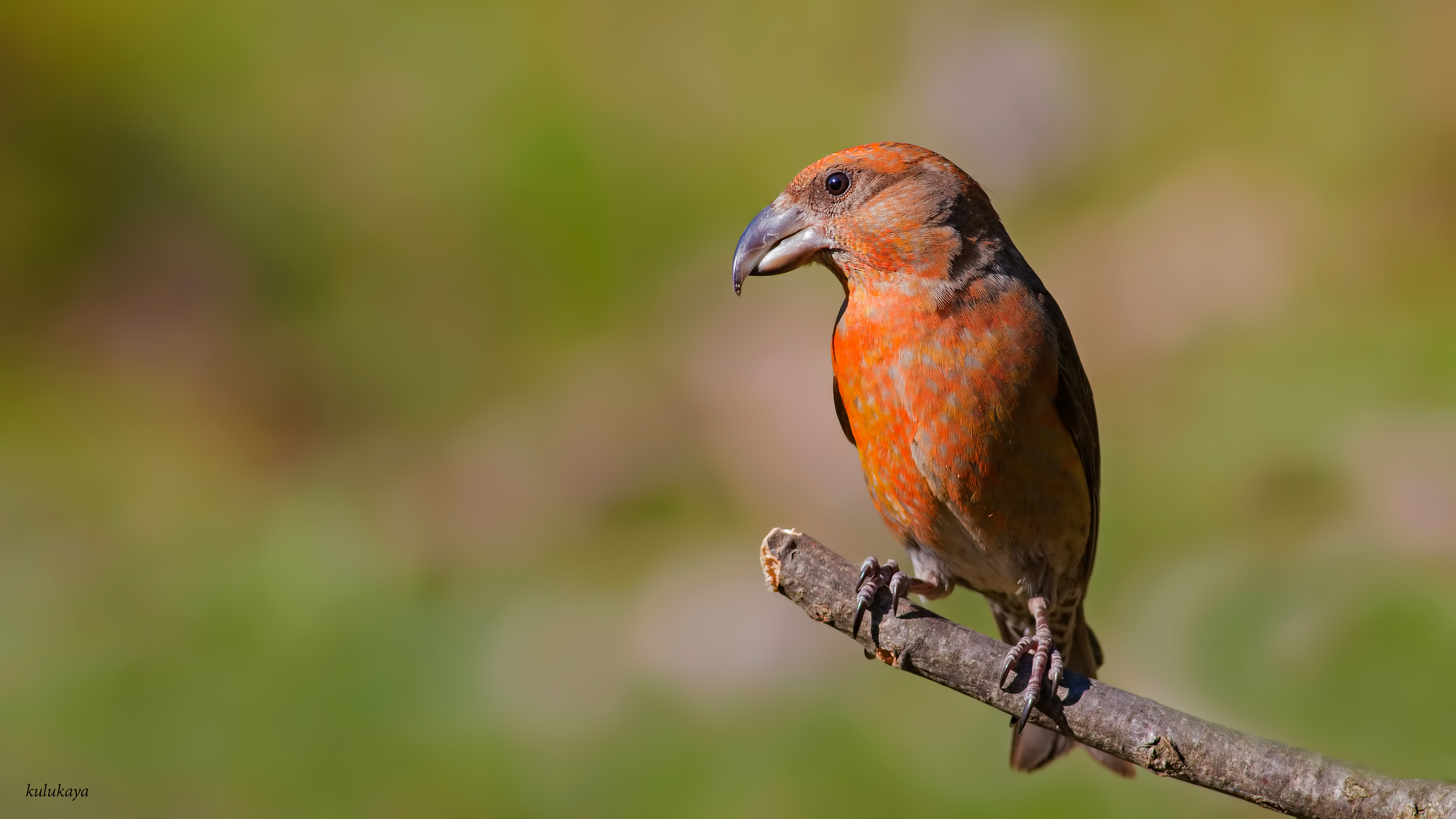 Çaprazgaga » Red Crossbill » Loxia curvirostra