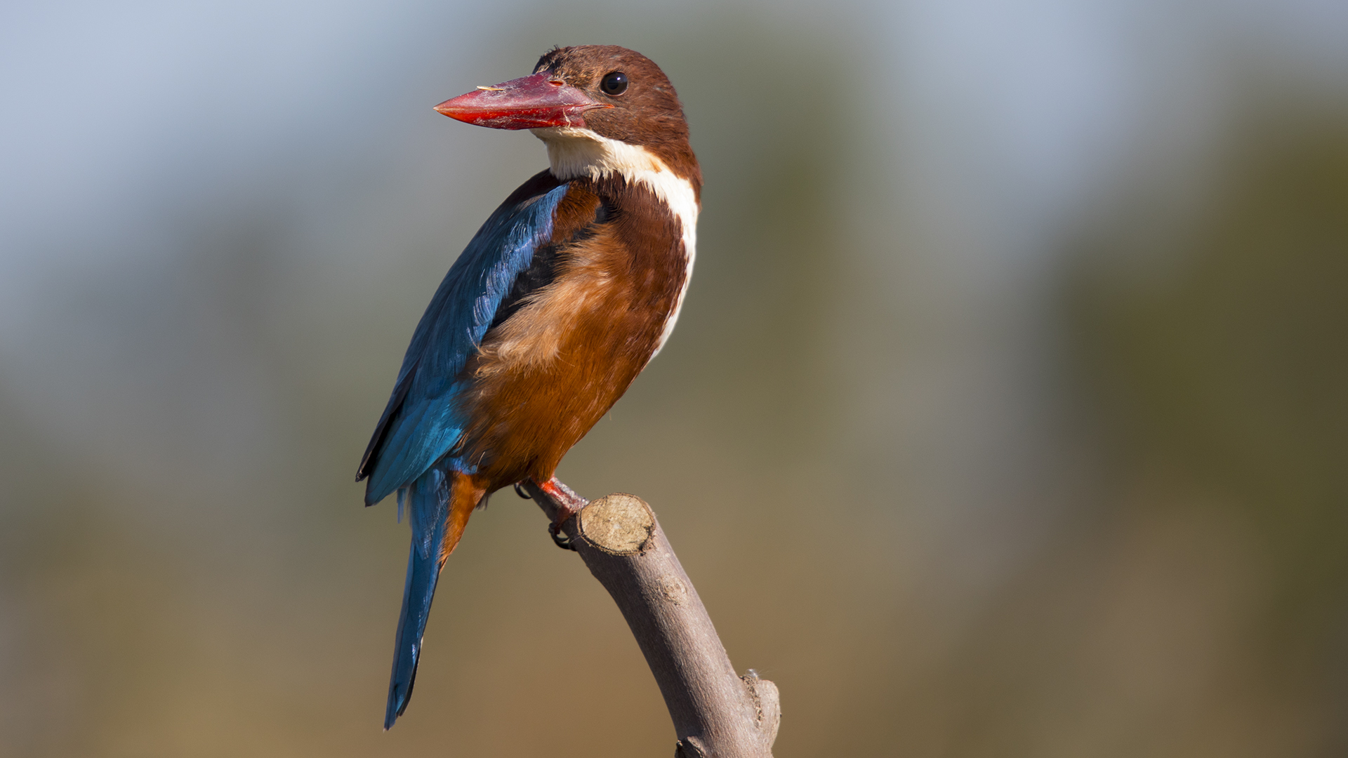 İzmir yalıçapkını » White-throated Kingfisher » Halcyon smyrnensis