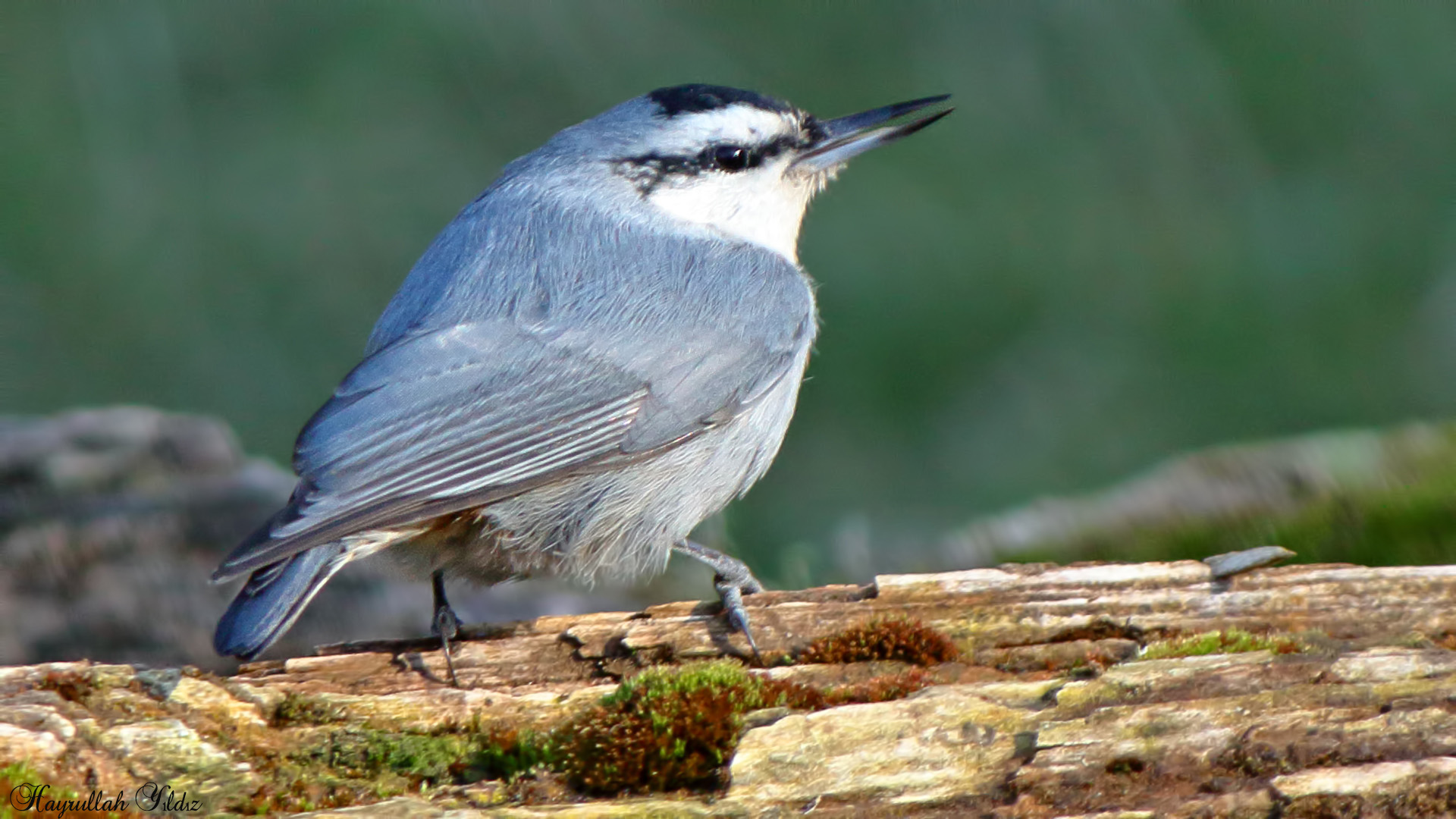 Anadolu sıvacısı » Krüper`s Nuthatch » Sitta krueperi