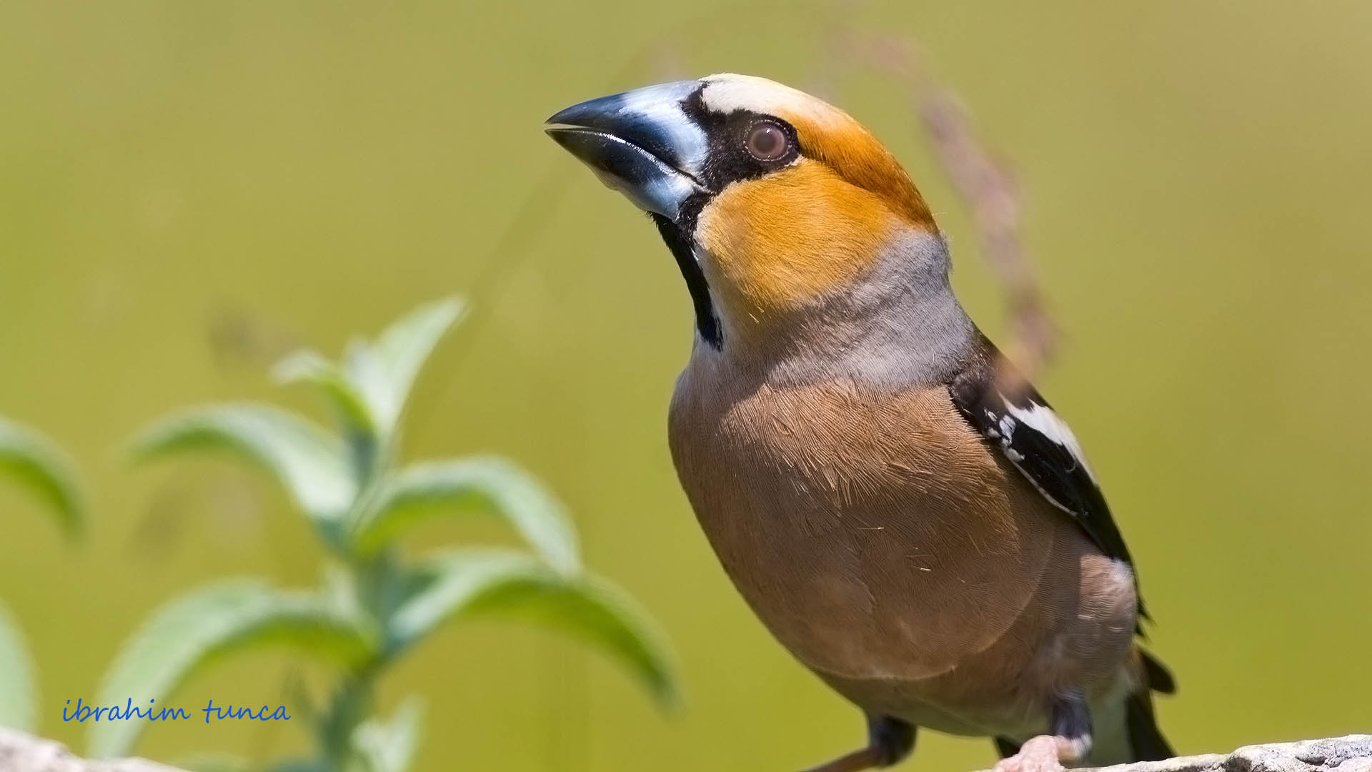 Kocabaş » Hawfinch » Coccothraustes coccothraustes