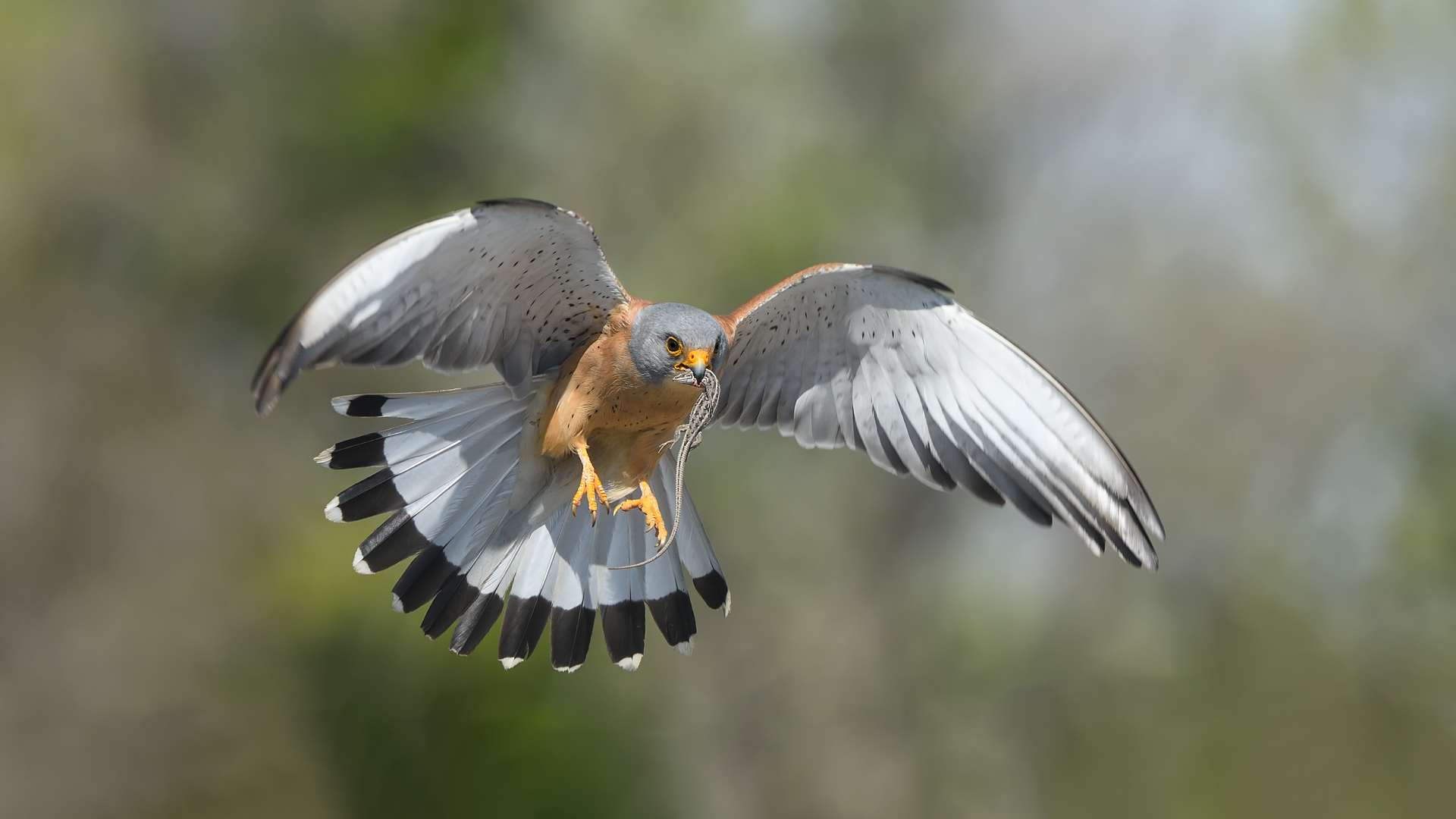 Küçük kerkenez » Lesser Kestrel » Falco naumanni