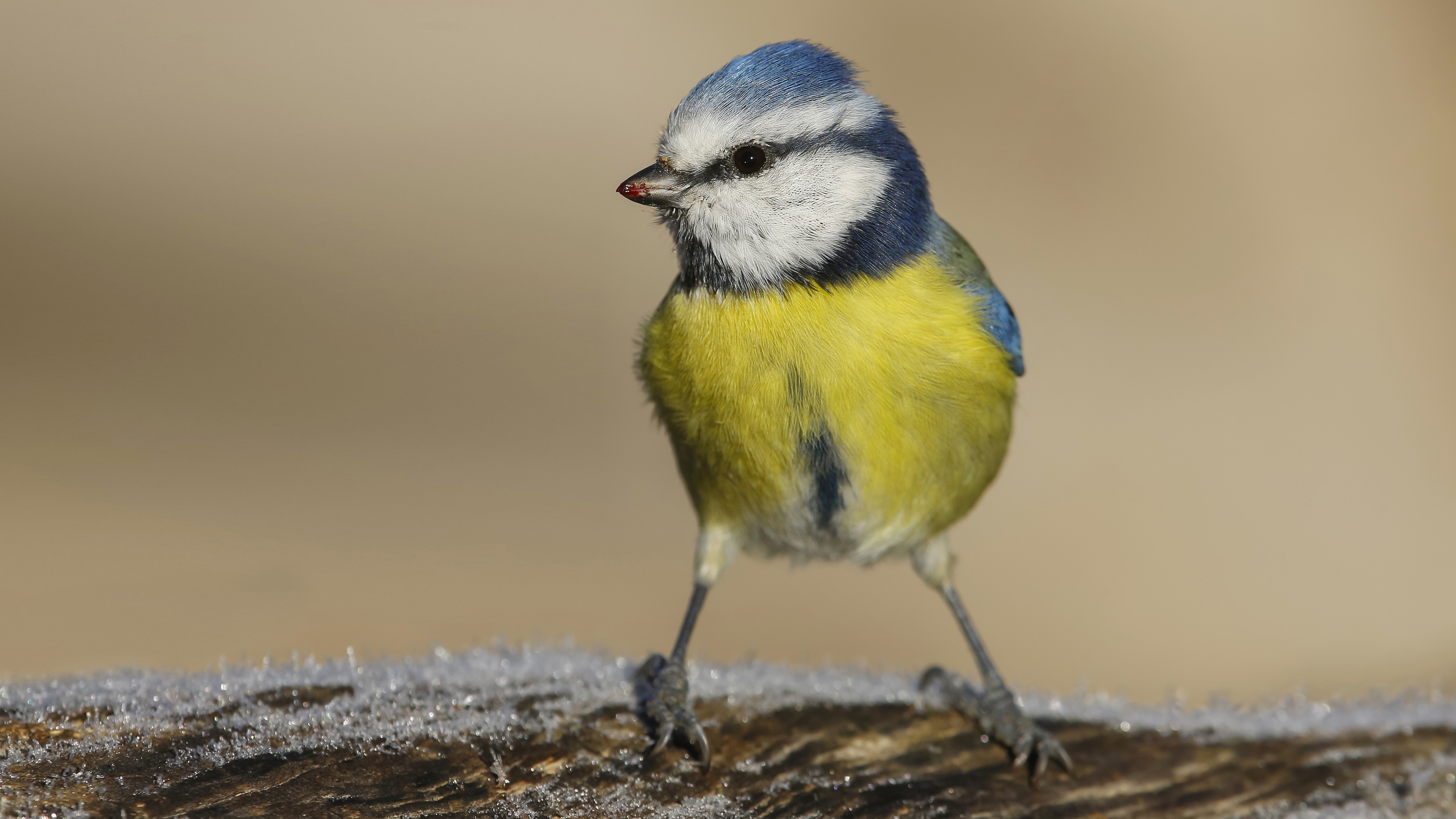 Mavi baştankara » Eurasian Blue Tit » Cyanistes caeruleus