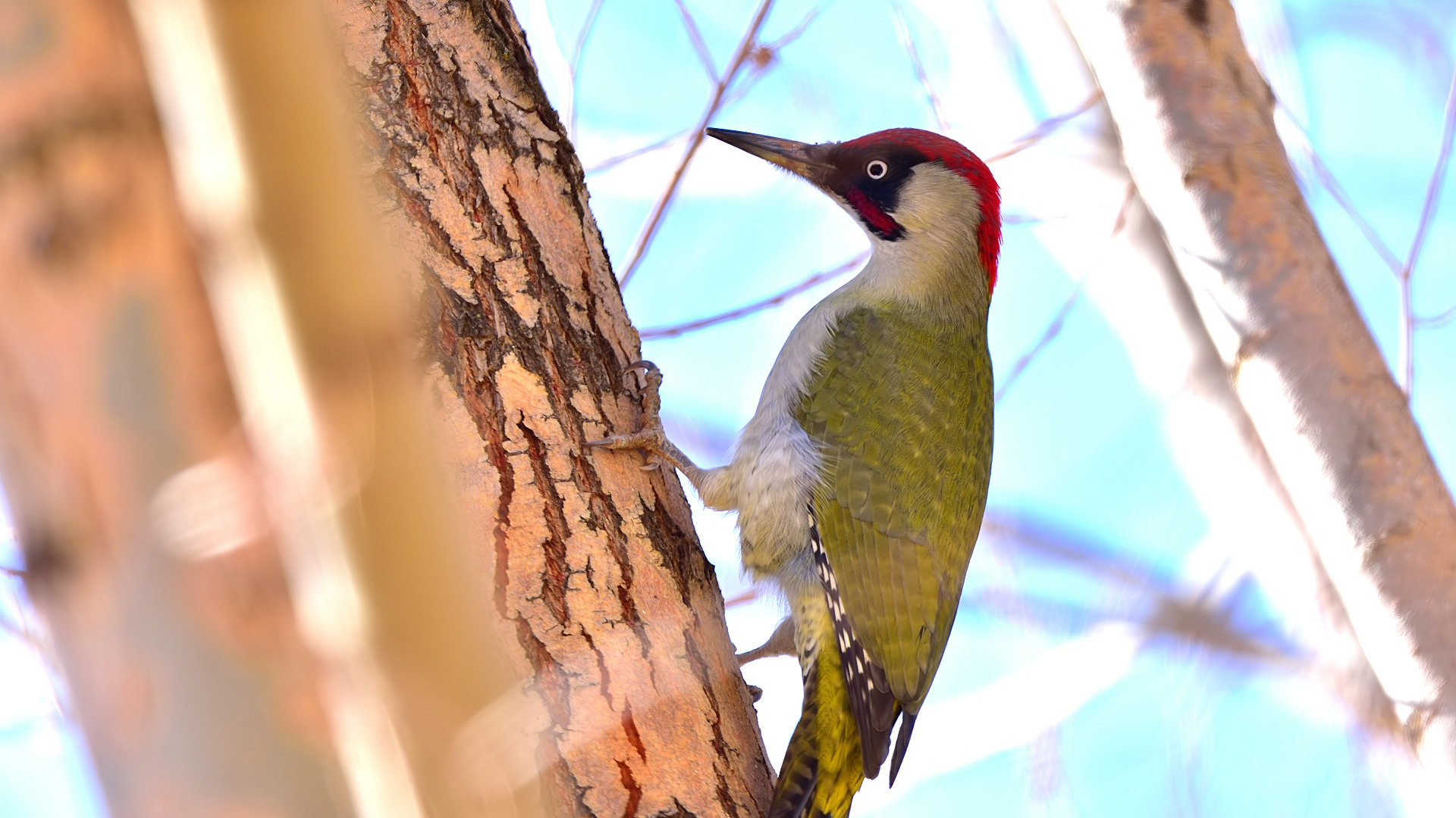 Yeşil ağaçkakan » European Green Woodpecker » Picus viridis