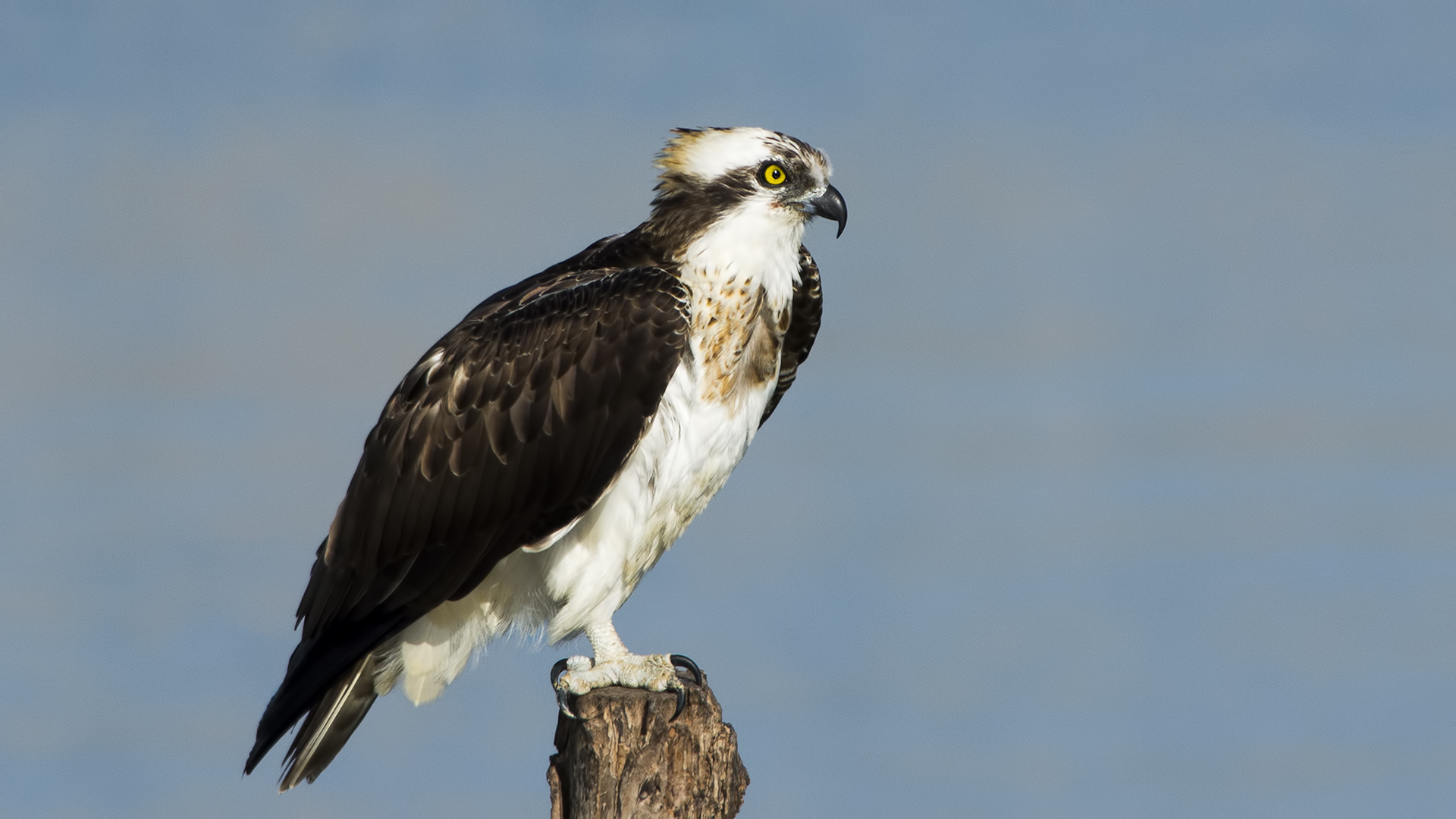 Balık kartalı » Western Osprey » Pandion haliaetus