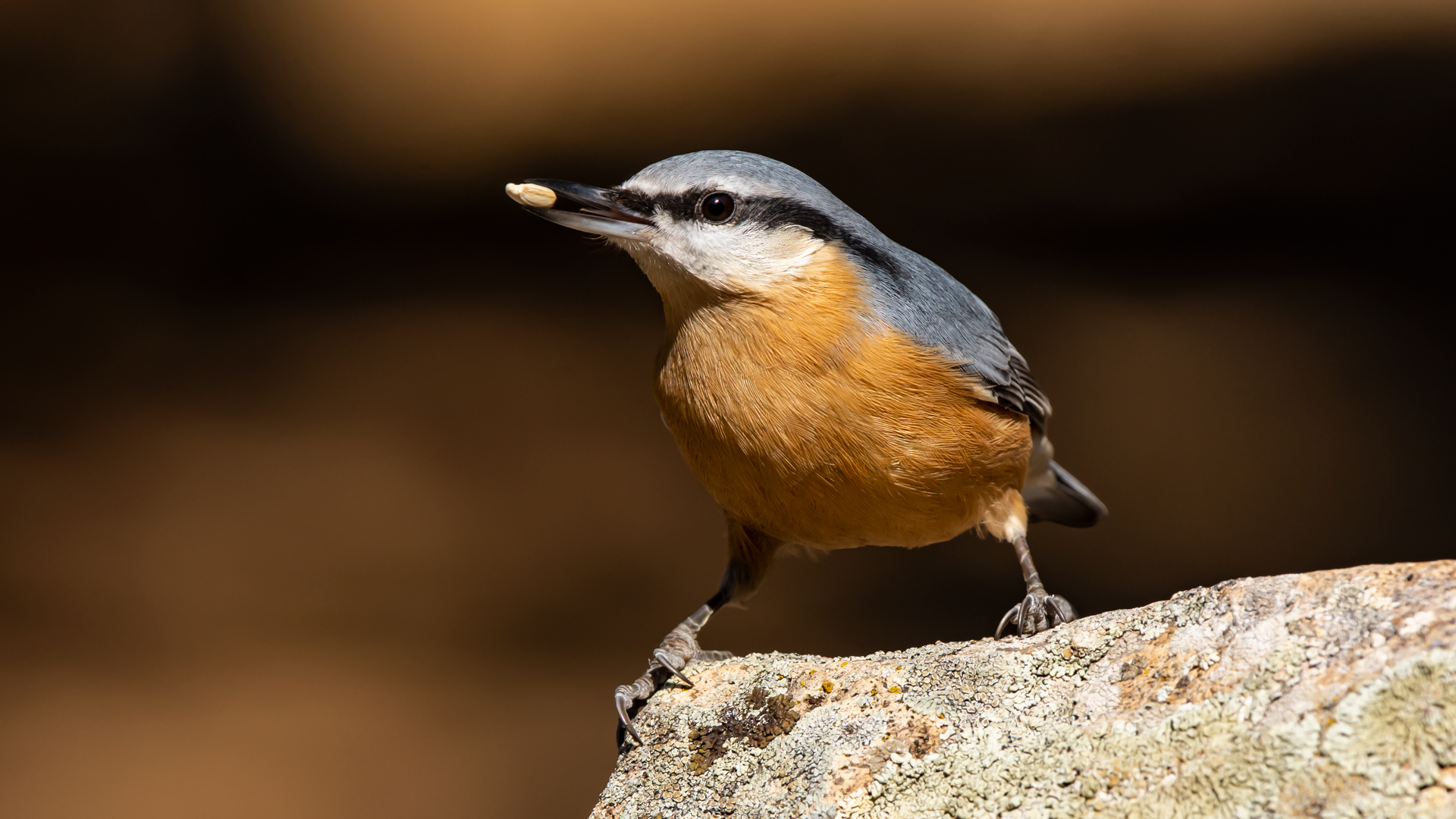 Sıvacı » Eurasian Nuthatch » Sitta europaea