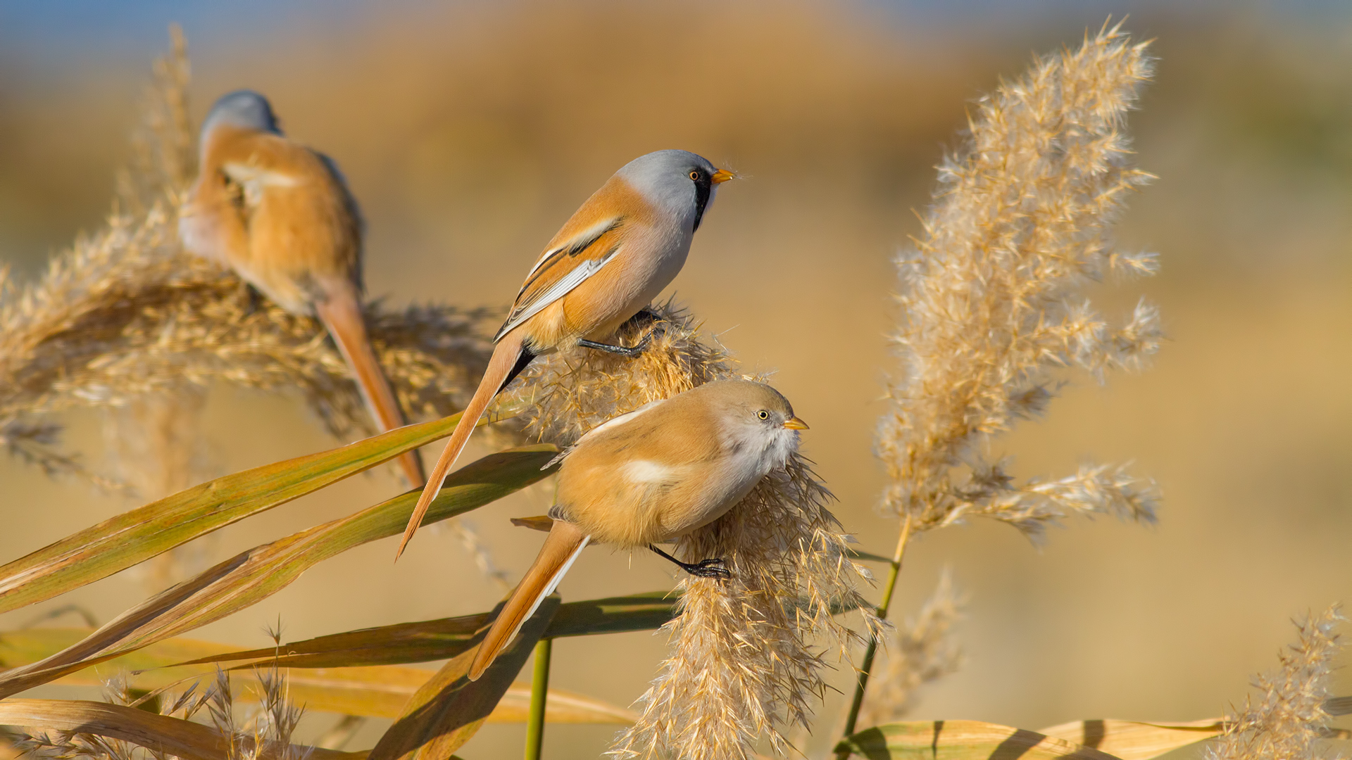 Bıyıklı baştankara » Bearded Reedling » Panurus biarmicus