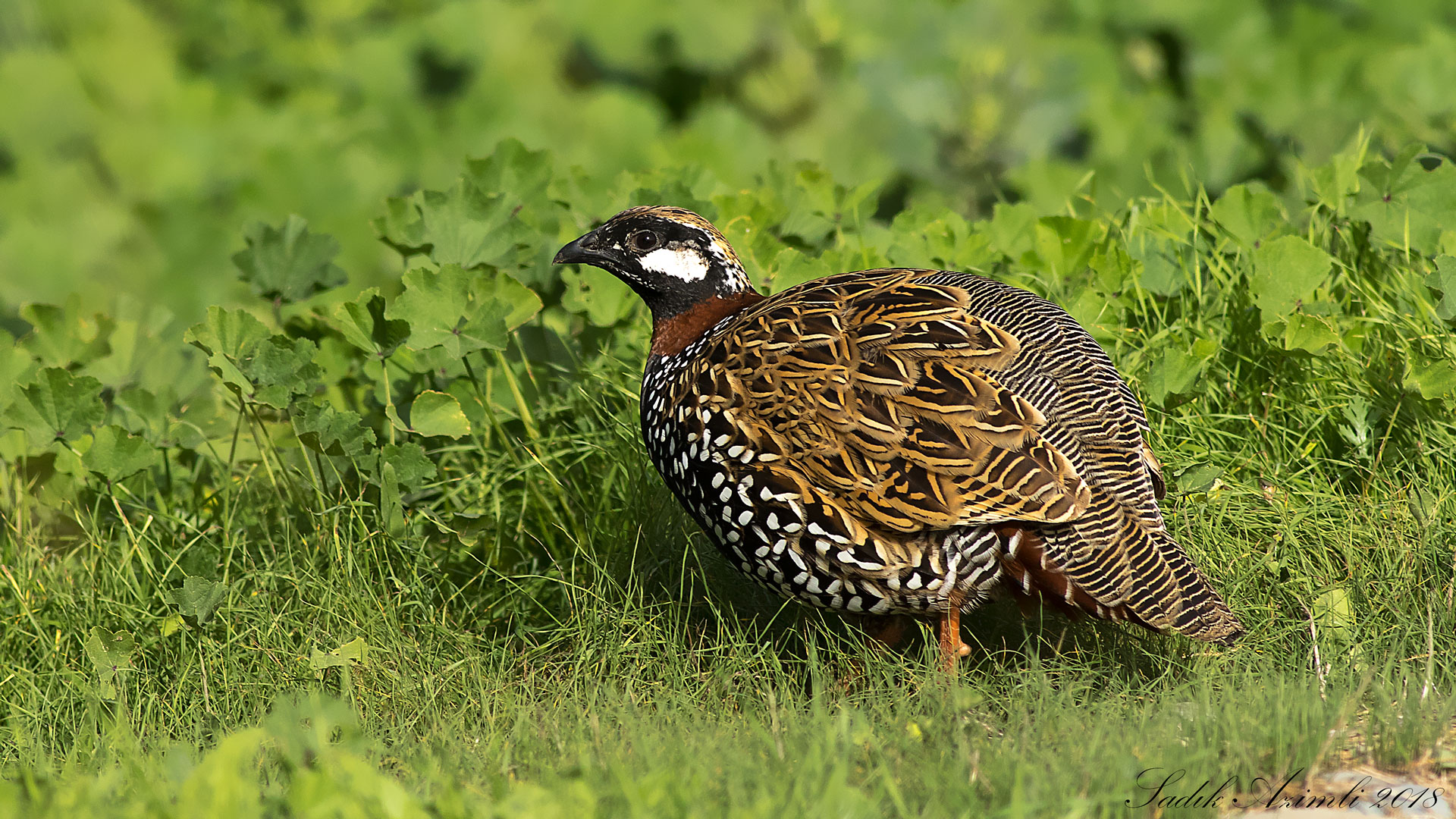 Turaç » Black Francolin » Francolinus francolinus