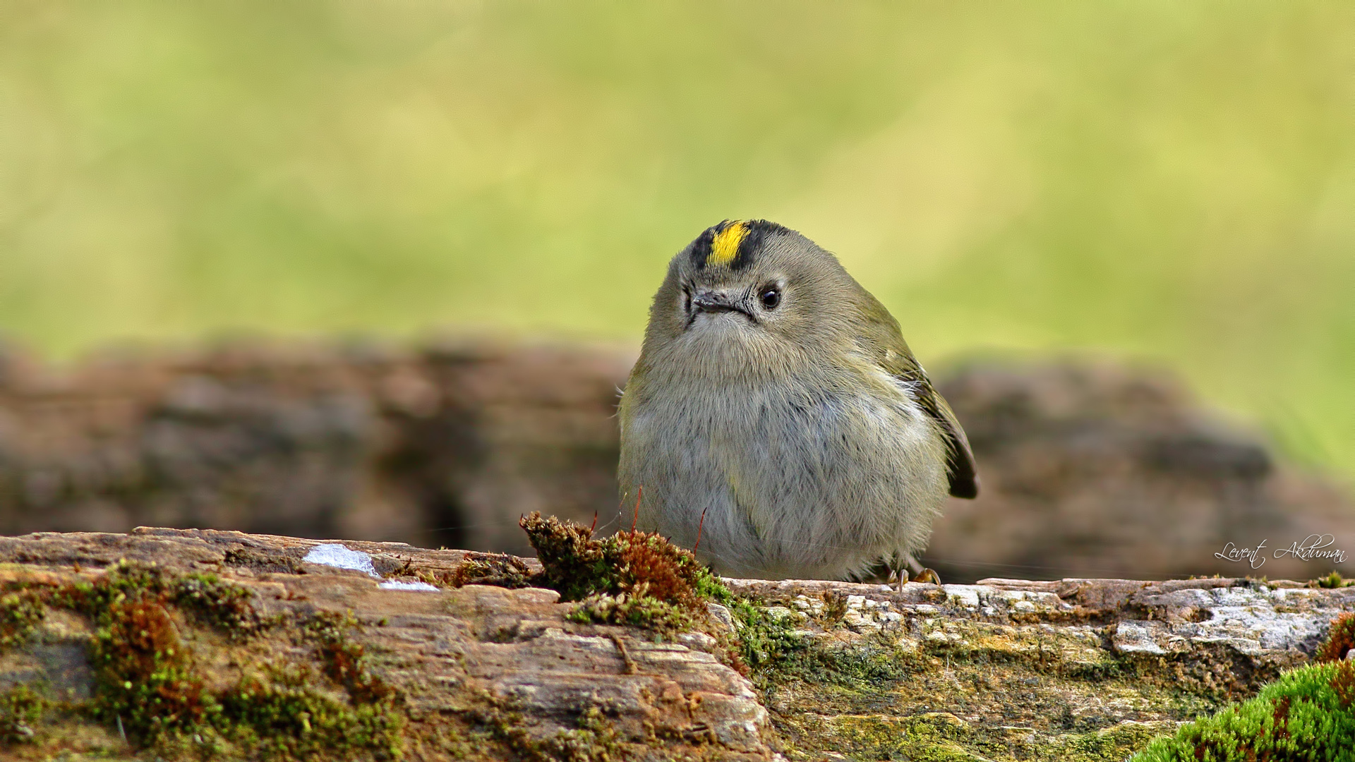 Çalıkuşu » Goldcrest » Regulus regulus 