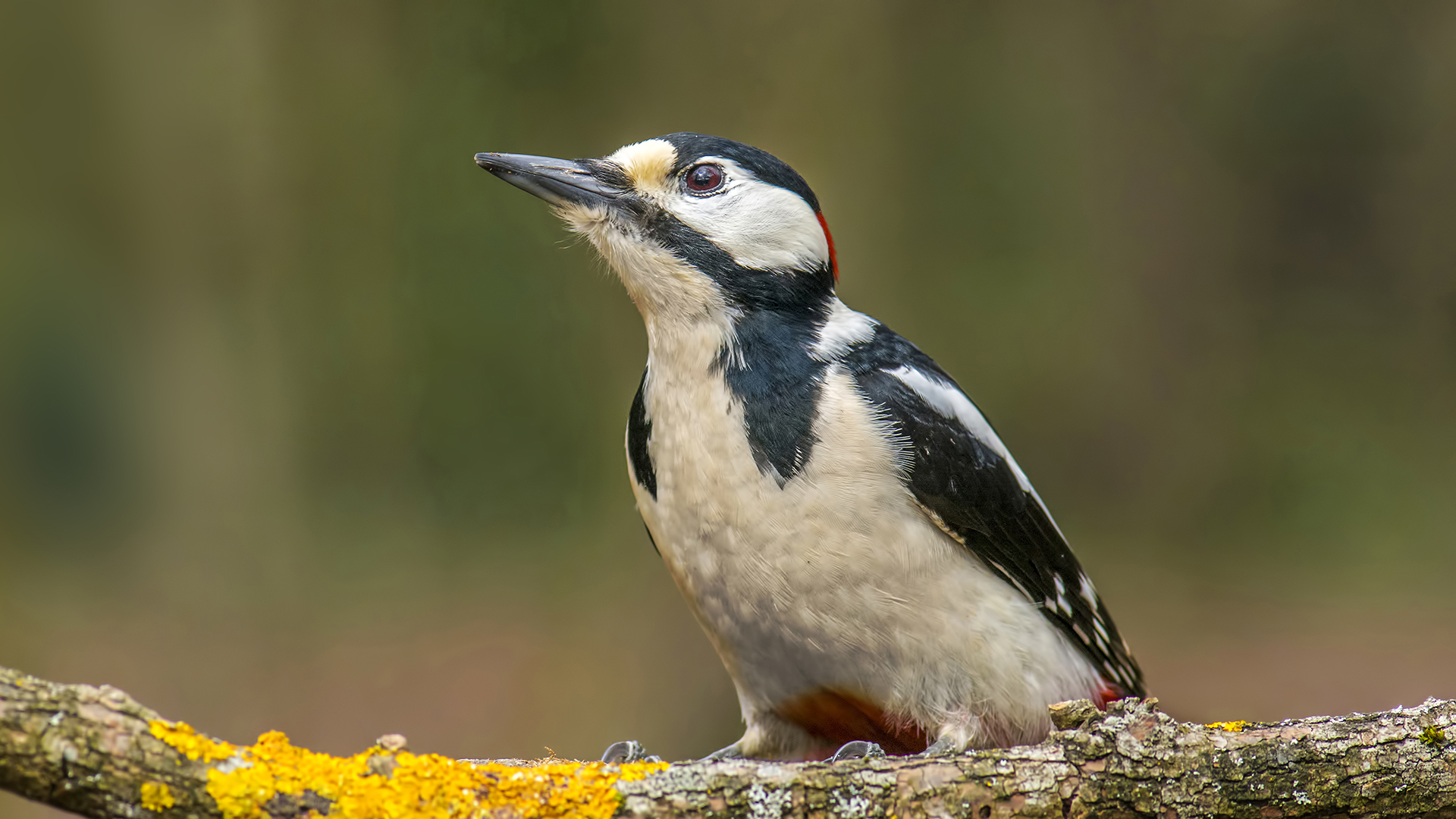 Orman alaca ağaçkakanı » Great Spotted Woodpecker » Dendrocopos major