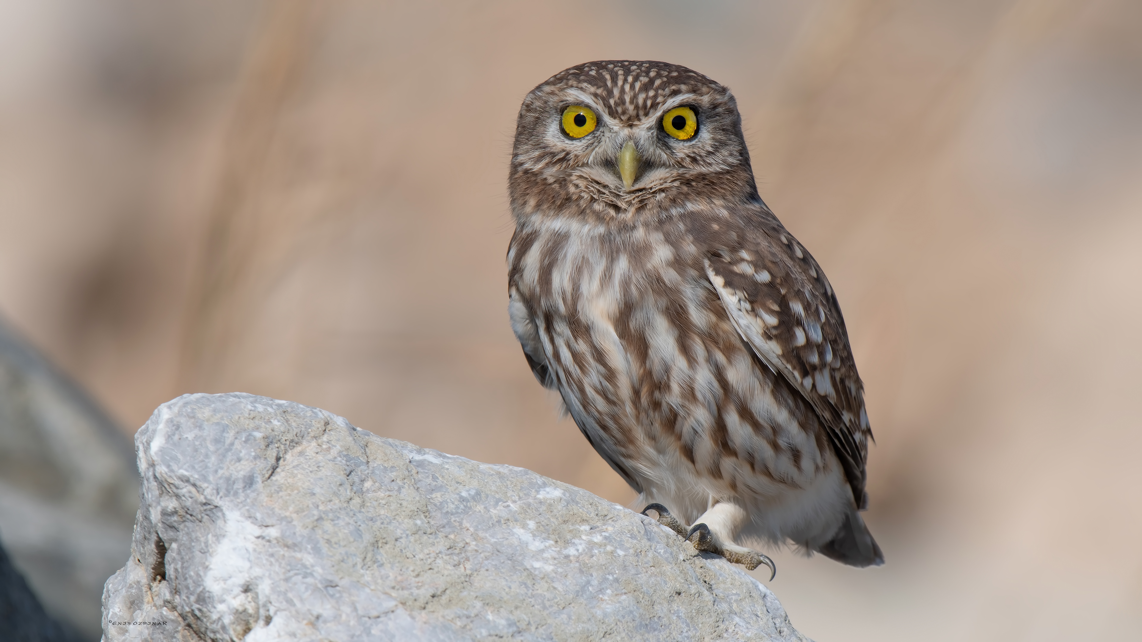 Kukumav » Little Owl » Athene noctua