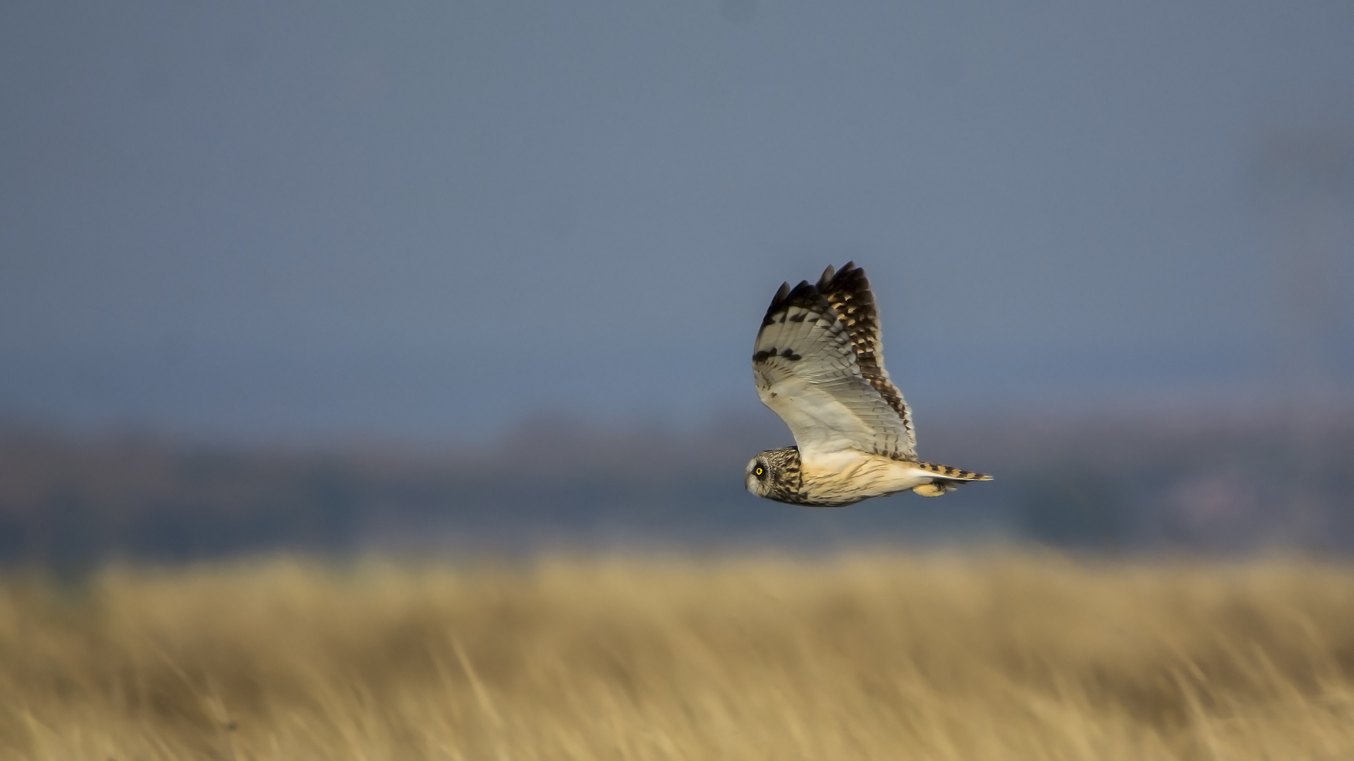 Kır baykuşu » Short-eared Owl » Asio flammeus