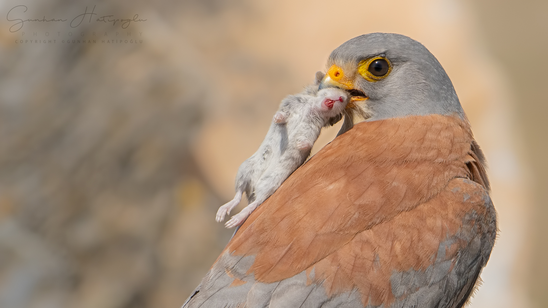 Küçük kerkenez » Lesser Kestrel » Falco naumanni