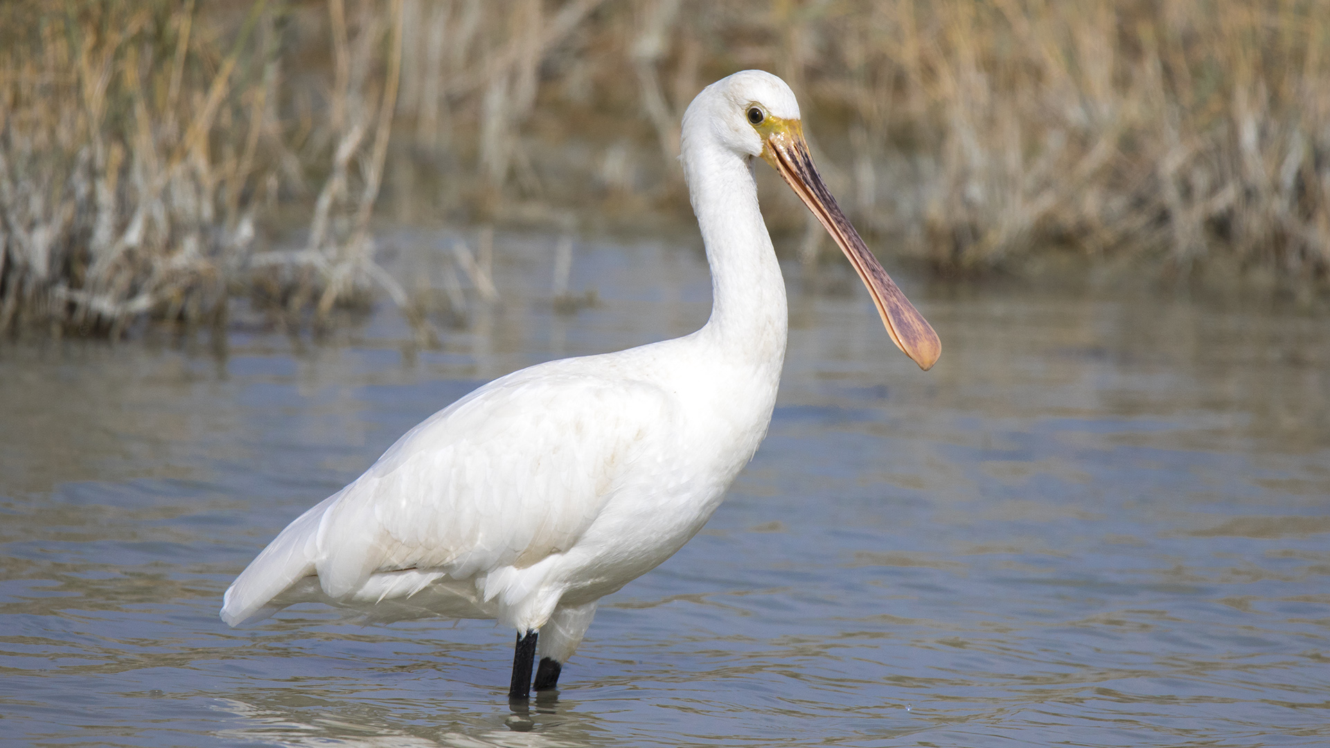 Kaşıkçı » Eurasian Spoonbill » Platalea leucorodia