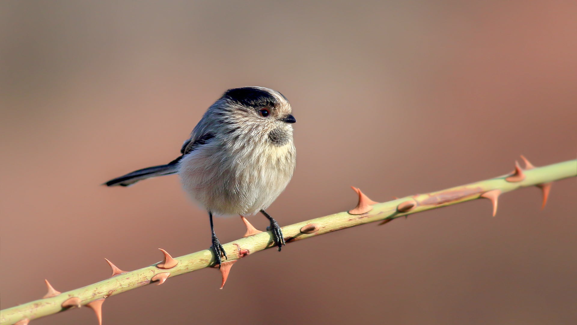 Uzunkuyruklu baştankara » Long-tailed Tit » Aegithalos caudatus