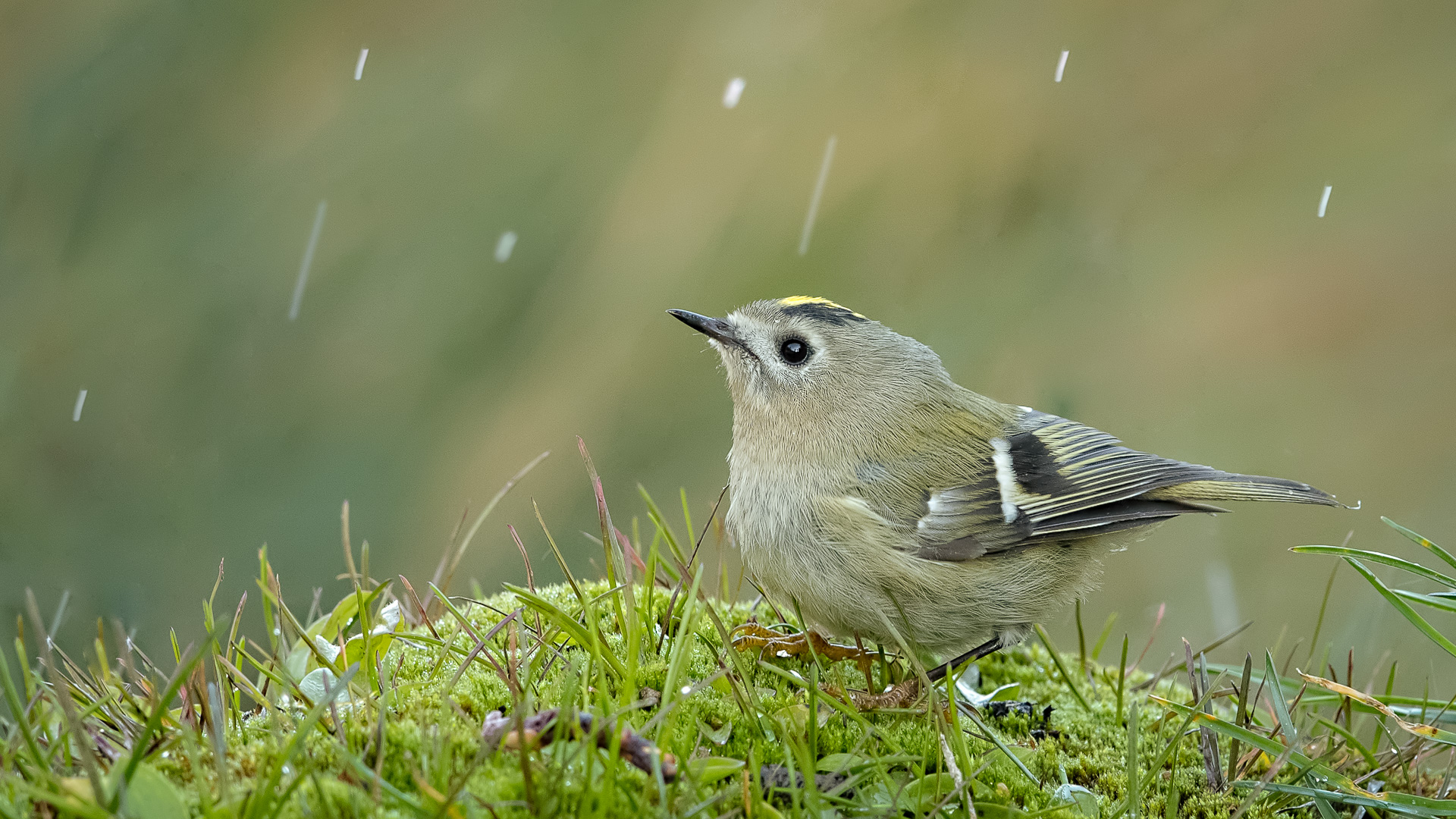 Çalıkuşu » Goldcrest » Regulus regulus 