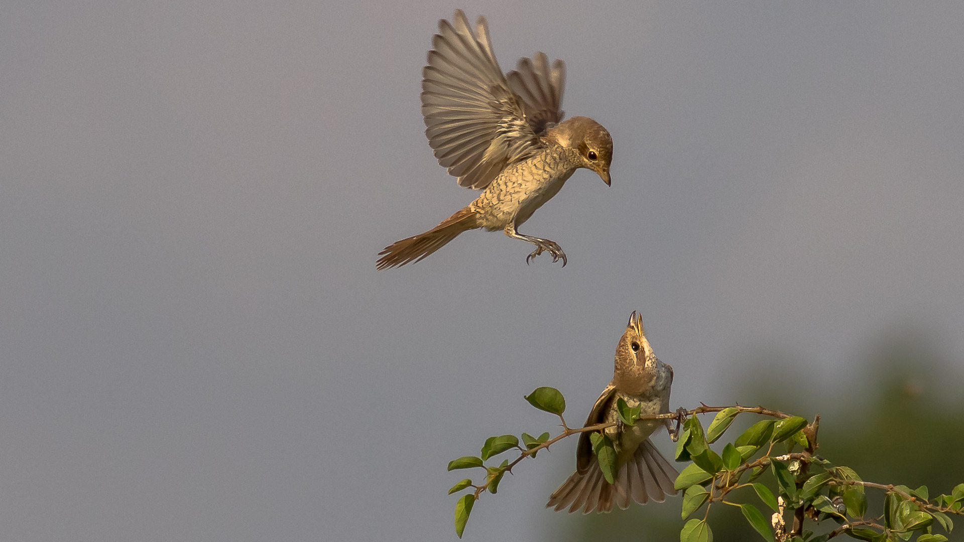 Kızılsırtlı örümcekkuşu » Red-backed Shrike » Lanius collurio