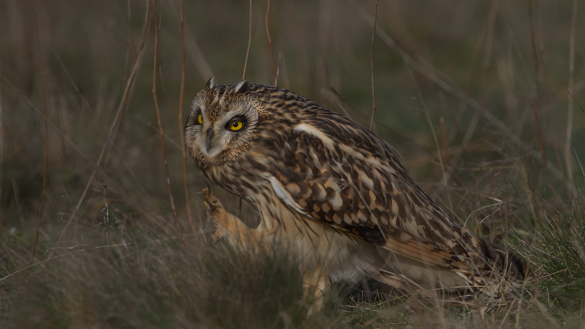 Kır baykuşu » Short-eared Owl » Asio flammeus