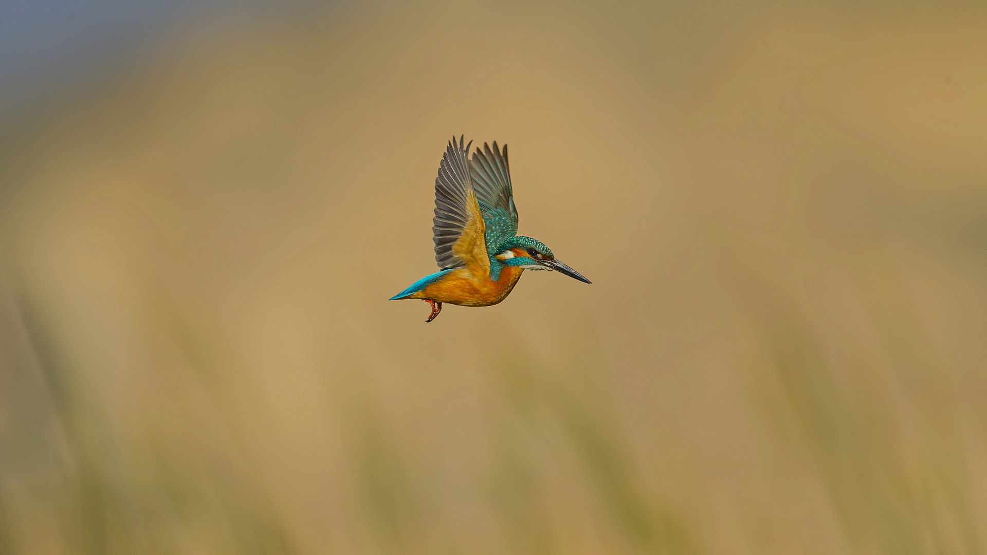 Yalıçapkını » Common Kingfisher » Alcedo atthis