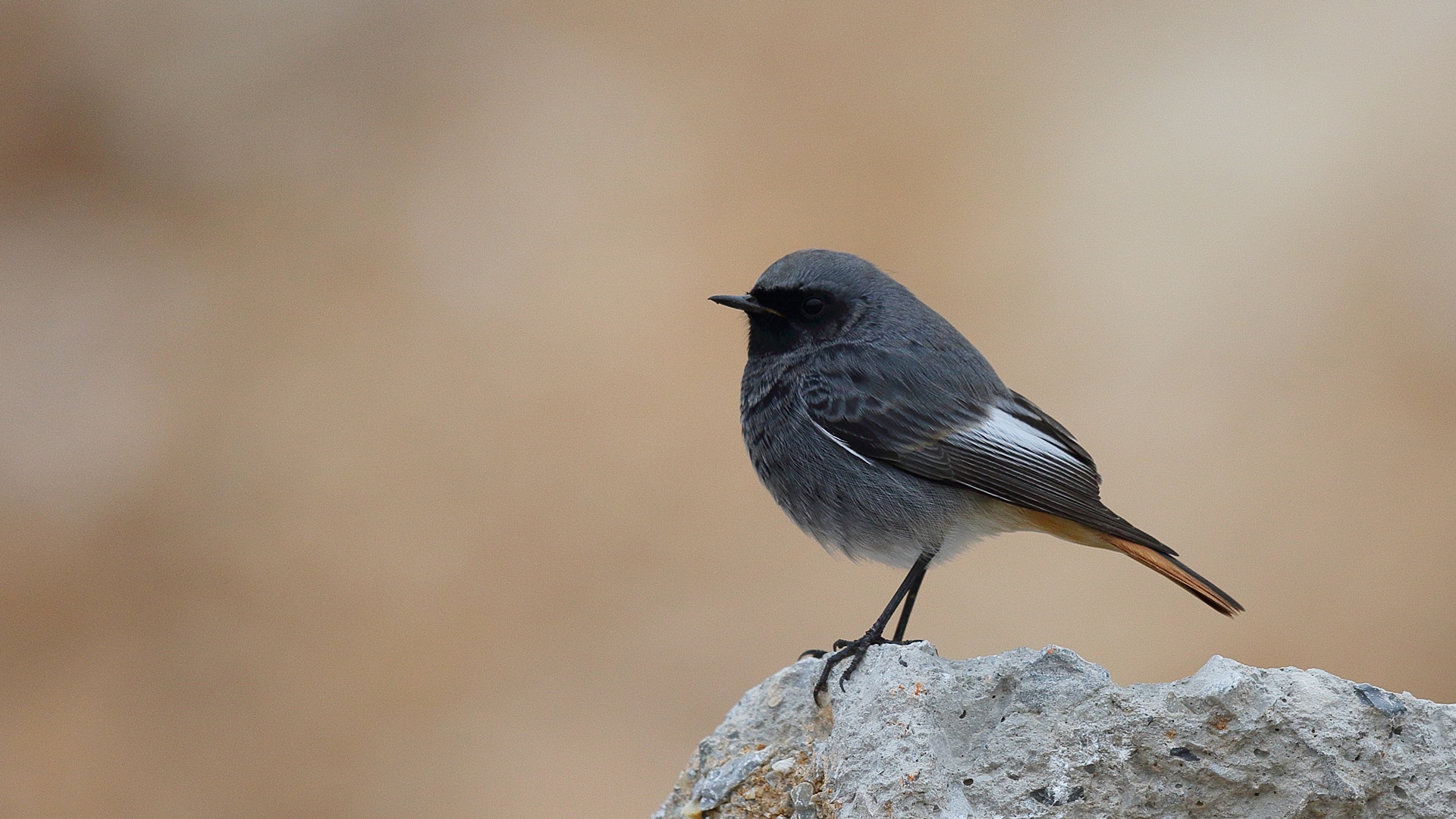 Kara kızılkuyruk » Black Redstart » Phoenicurus ochruros