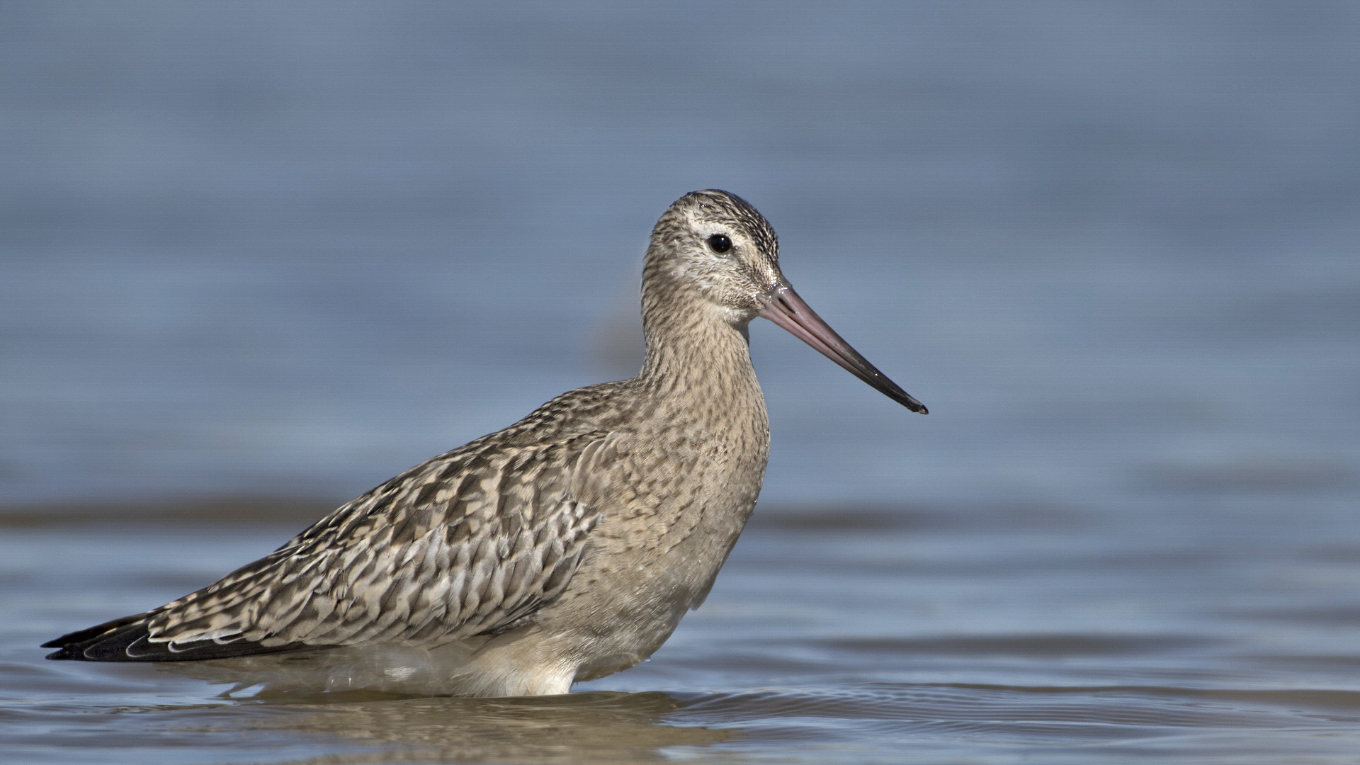 Kıyı çamurçulluğu » Bar-tailed Godwit » Limosa lapponica