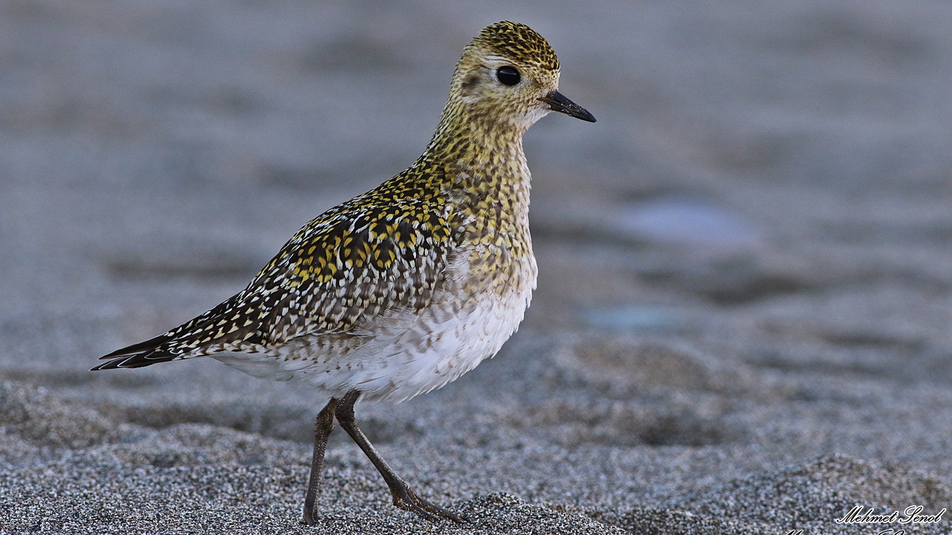 Altın yağmurcun » European Golden Plover » Pluvialis apricaria