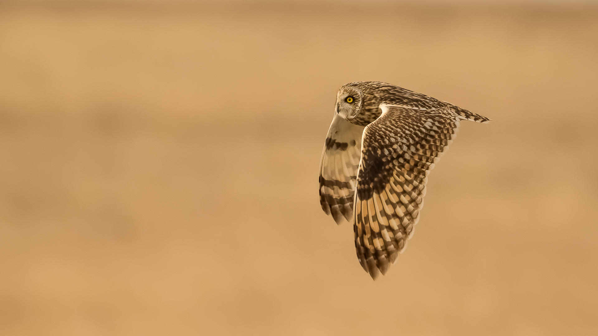 Kır baykuşu » Short-eared Owl » Asio flammeus