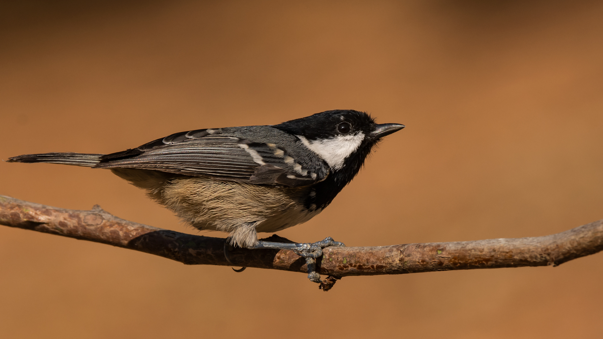 Çam baştankarası » Coal Tit » Periparus ater